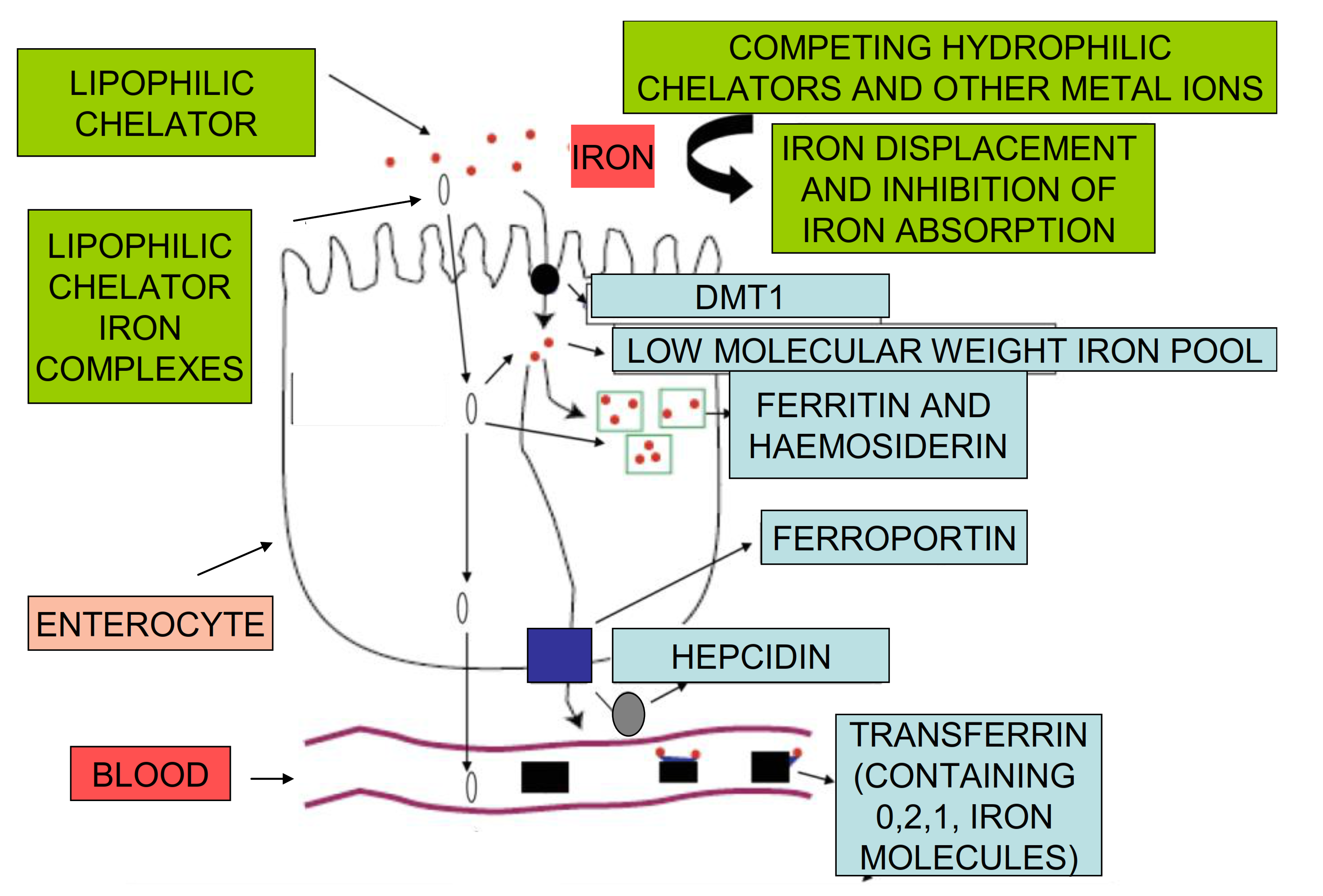 Ijms 22 05546 g001 Ijms 22 05546 g001