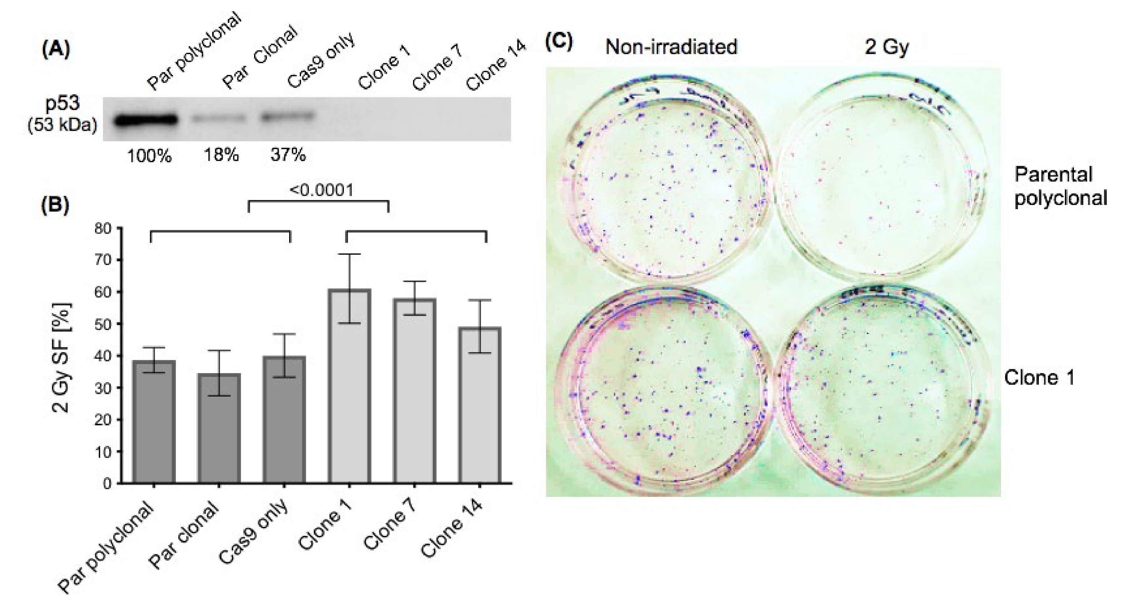 Ijms 22 05547 g001 Ijms 22 05547 g001