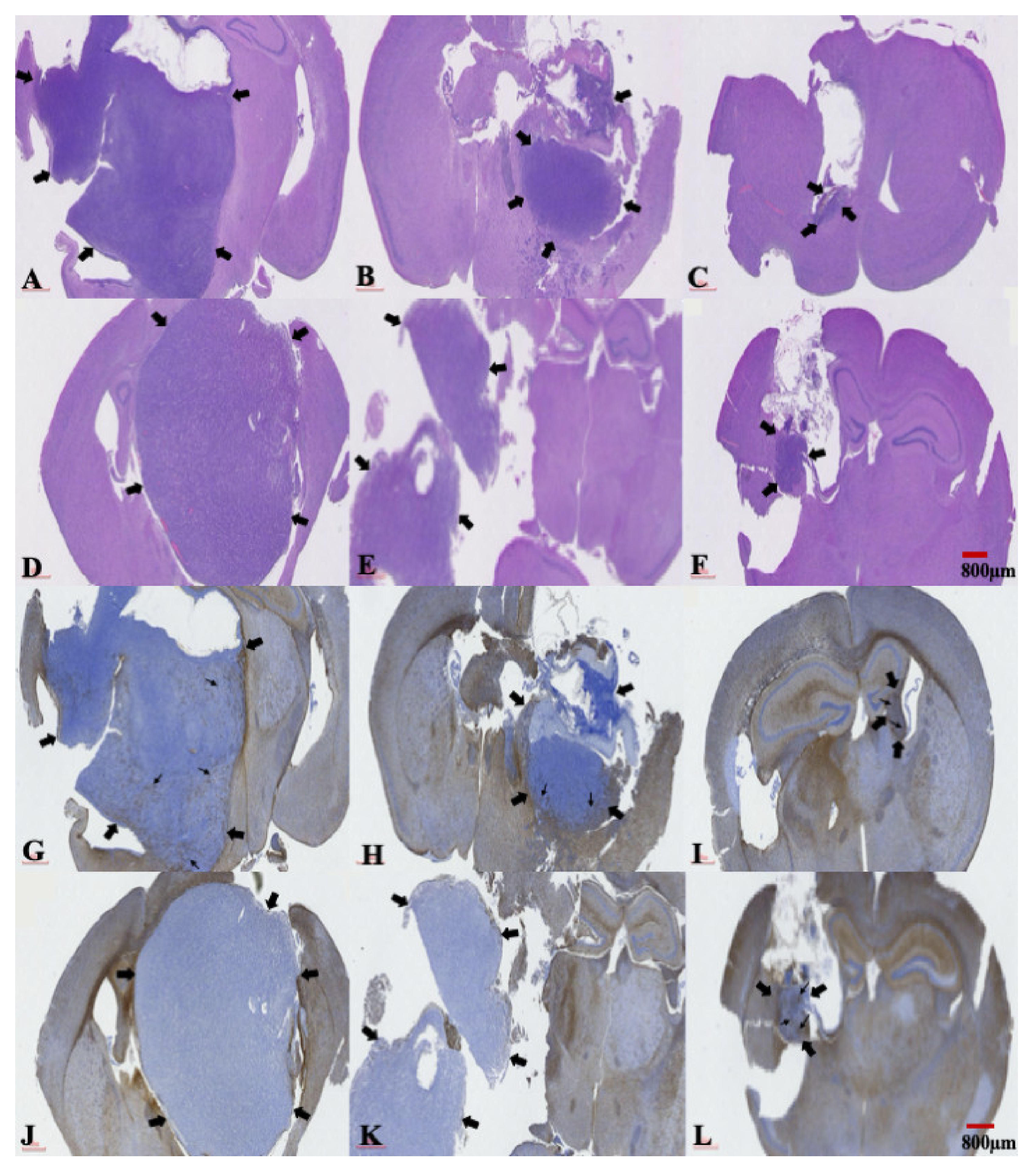 Ijms 22 05557 g006 Ijms 22 05557 g006