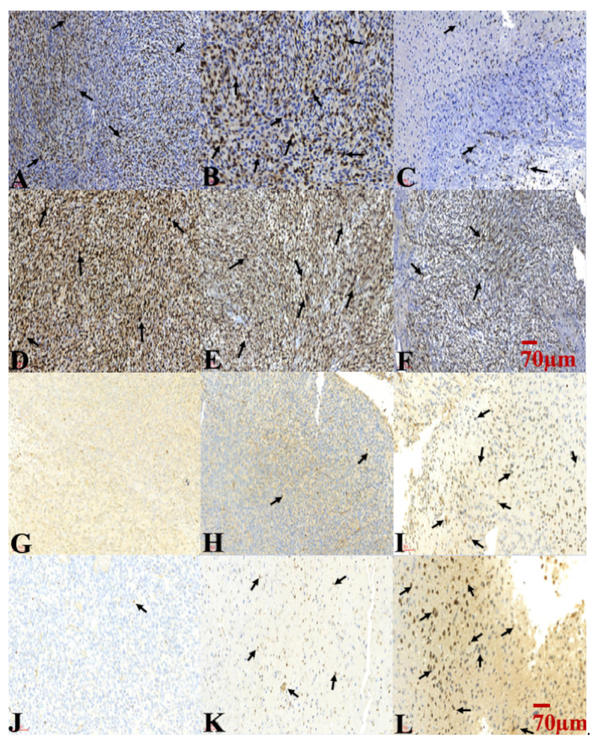 Ijms 22 05557 g007 Ijms 22 05557 g007