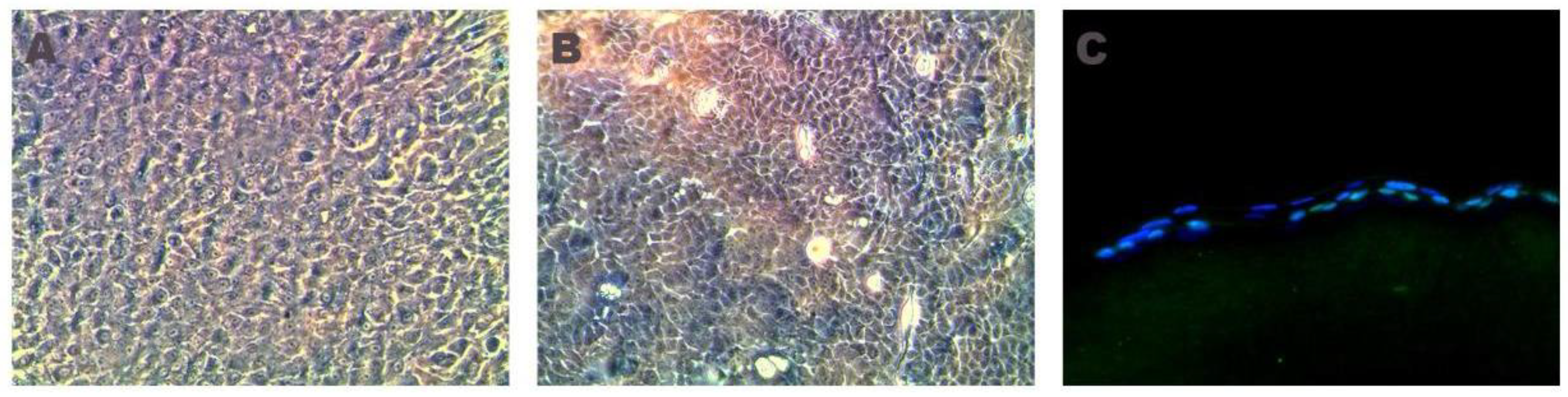 Ijms 22 05564 g001 Ijms 22 05564 g001