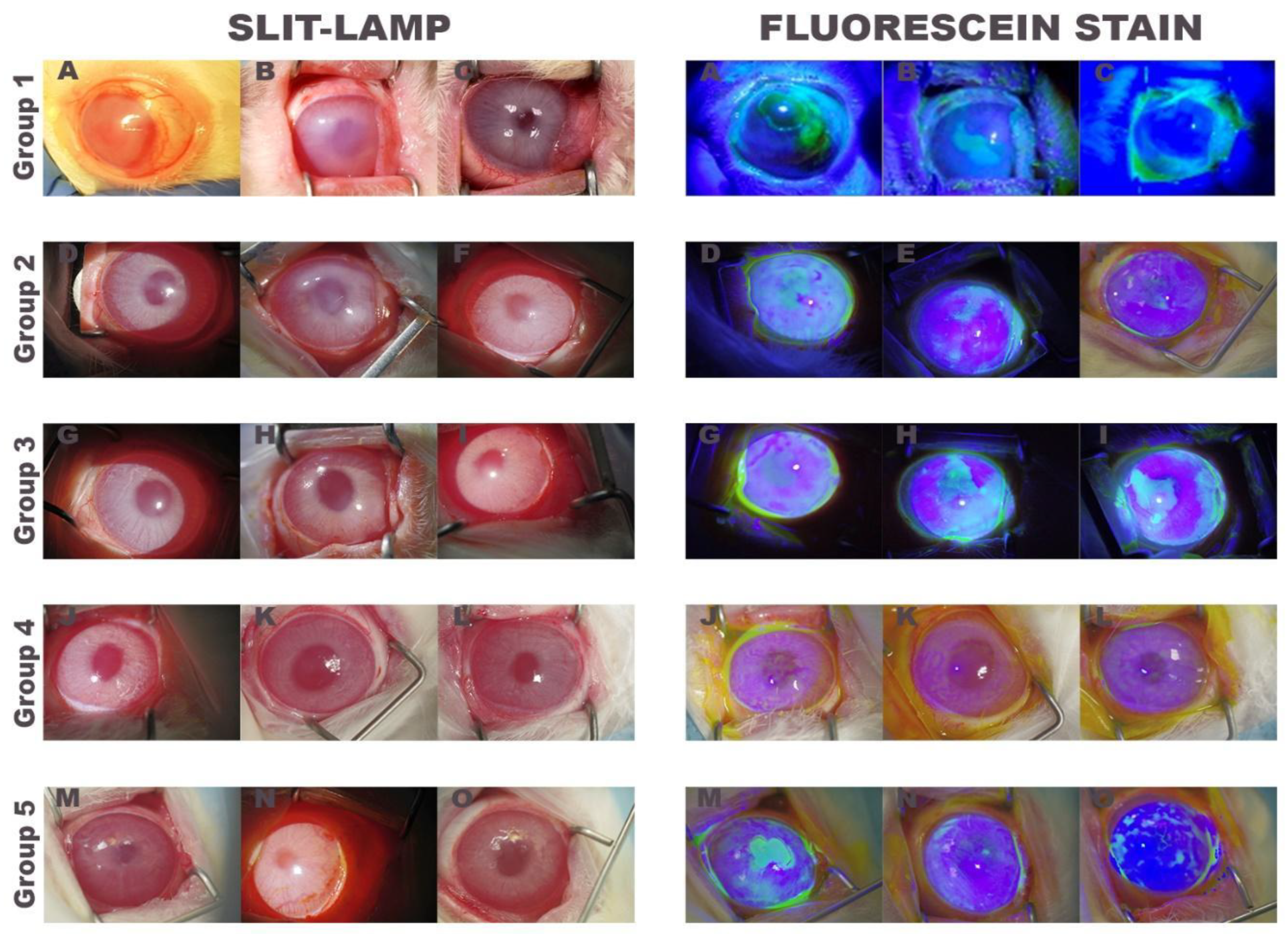 Ijms 22 05564 g002 Ijms 22 05564 g002