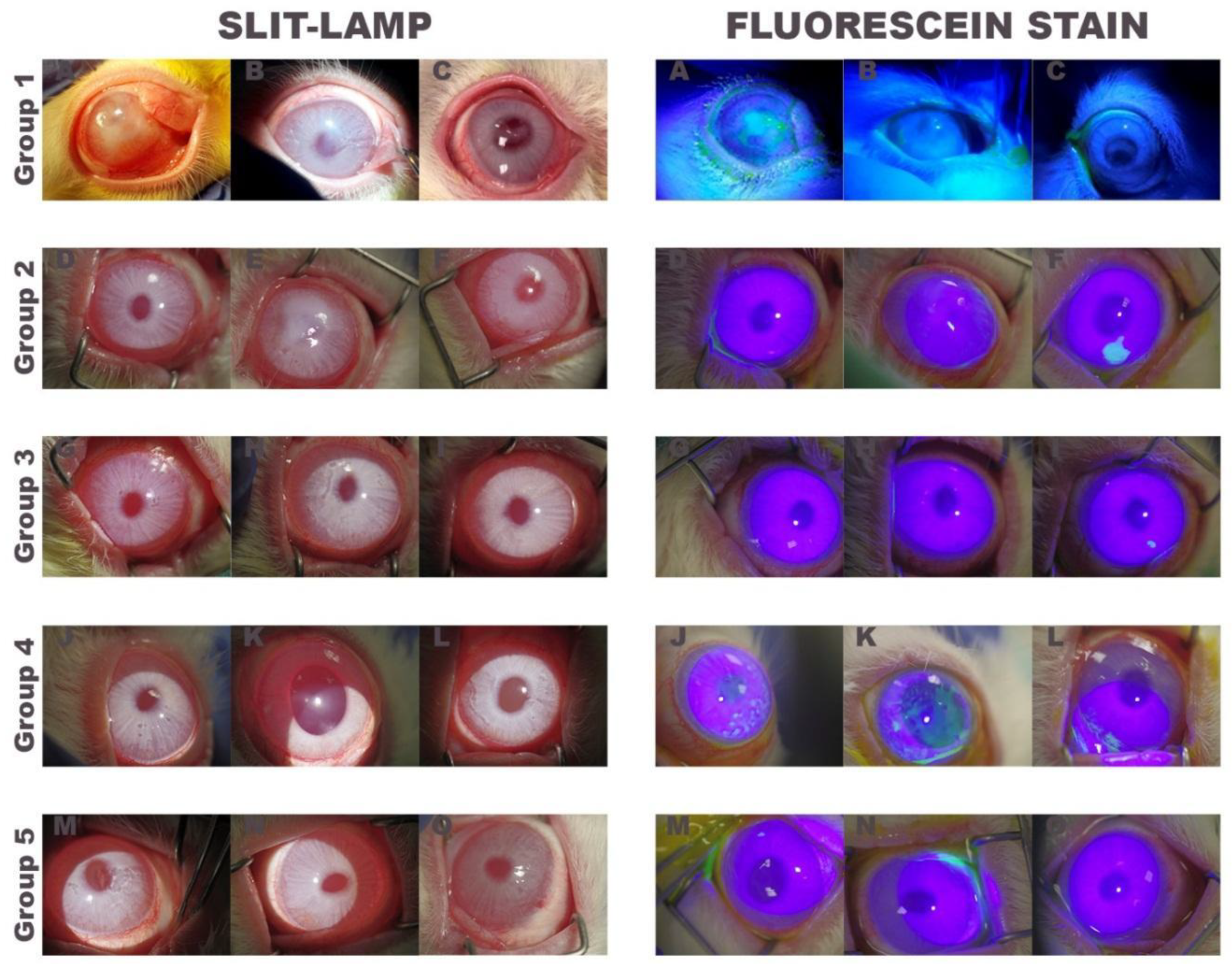 Ijms 22 05564 g003 Ijms 22 05564 g003