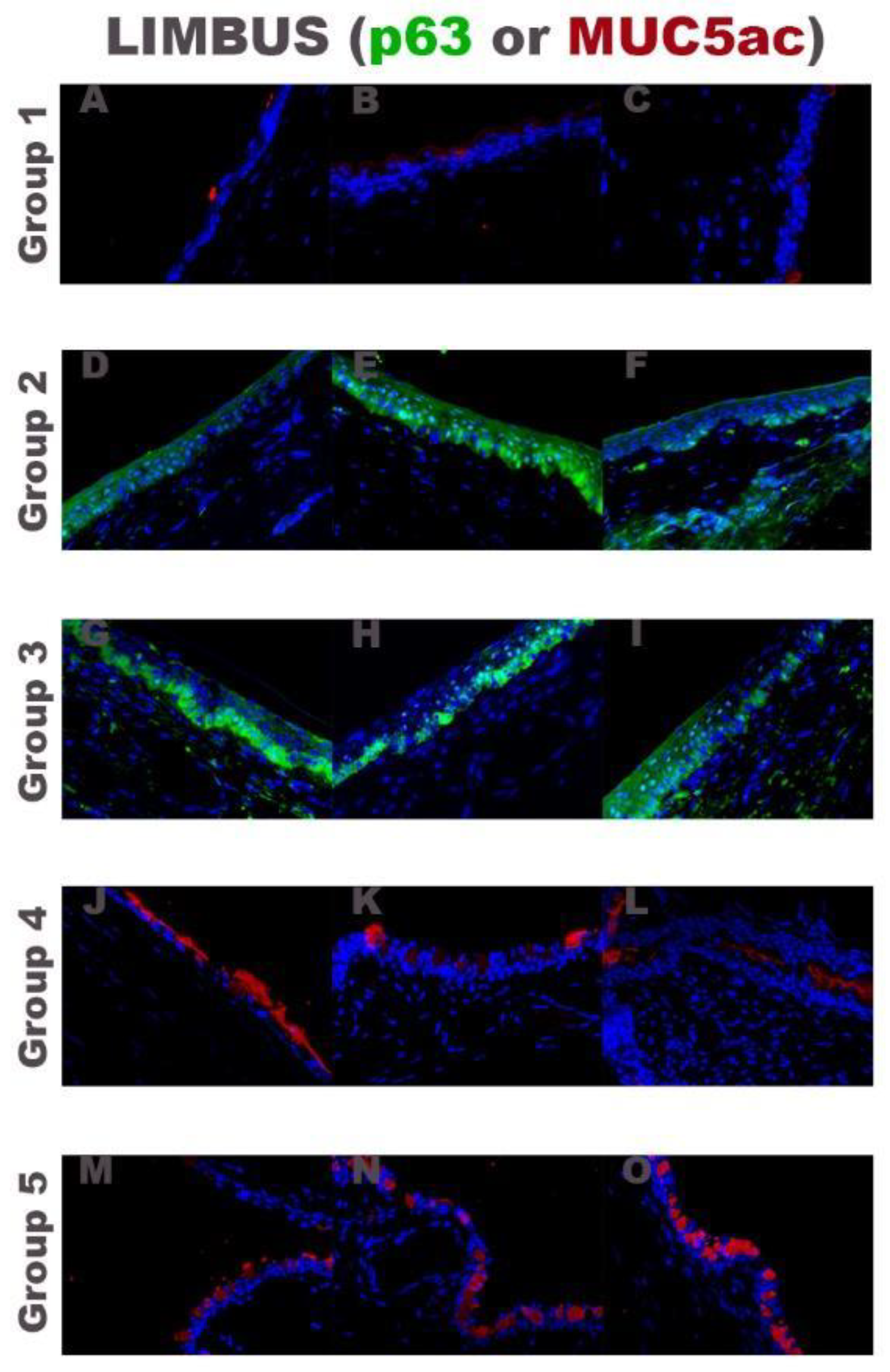 Ijms 22 05564 g005 Ijms 22 05564 g005