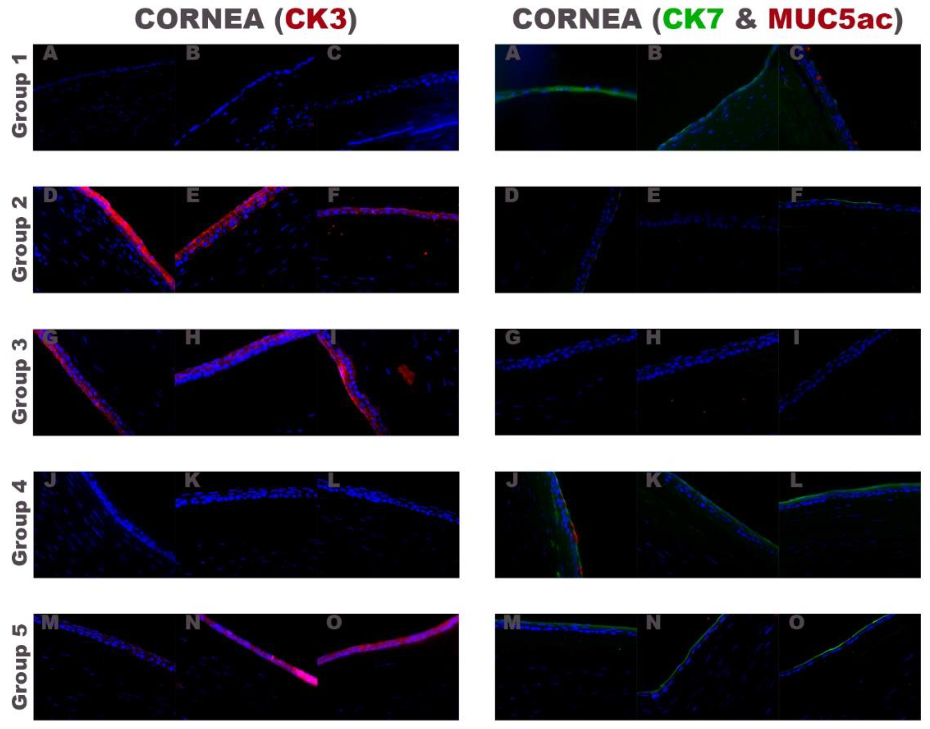 Ijms 22 05564 g006 Ijms 22 05564 g006
