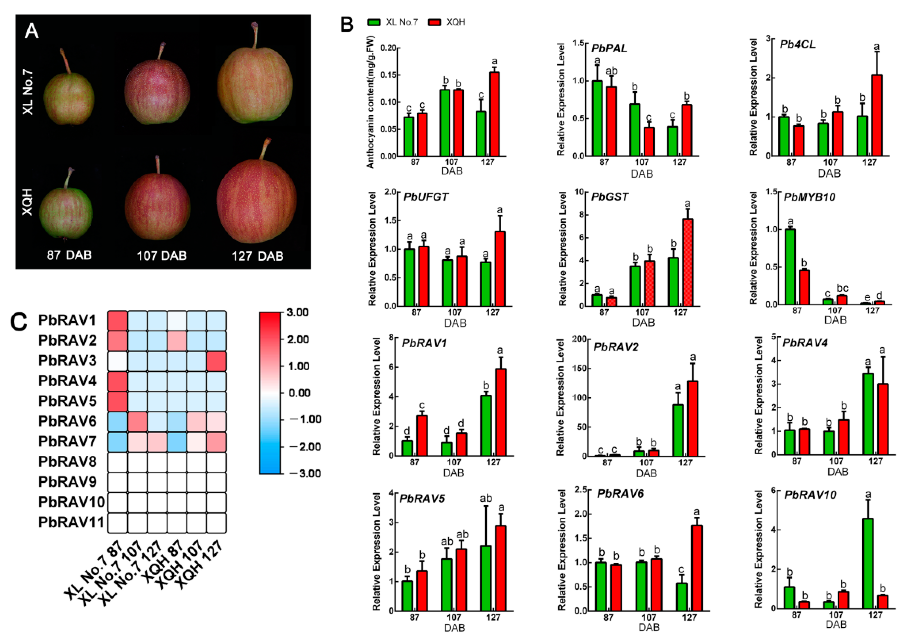 Ijms 22 05567 g008 Ijms 22 05567 g008