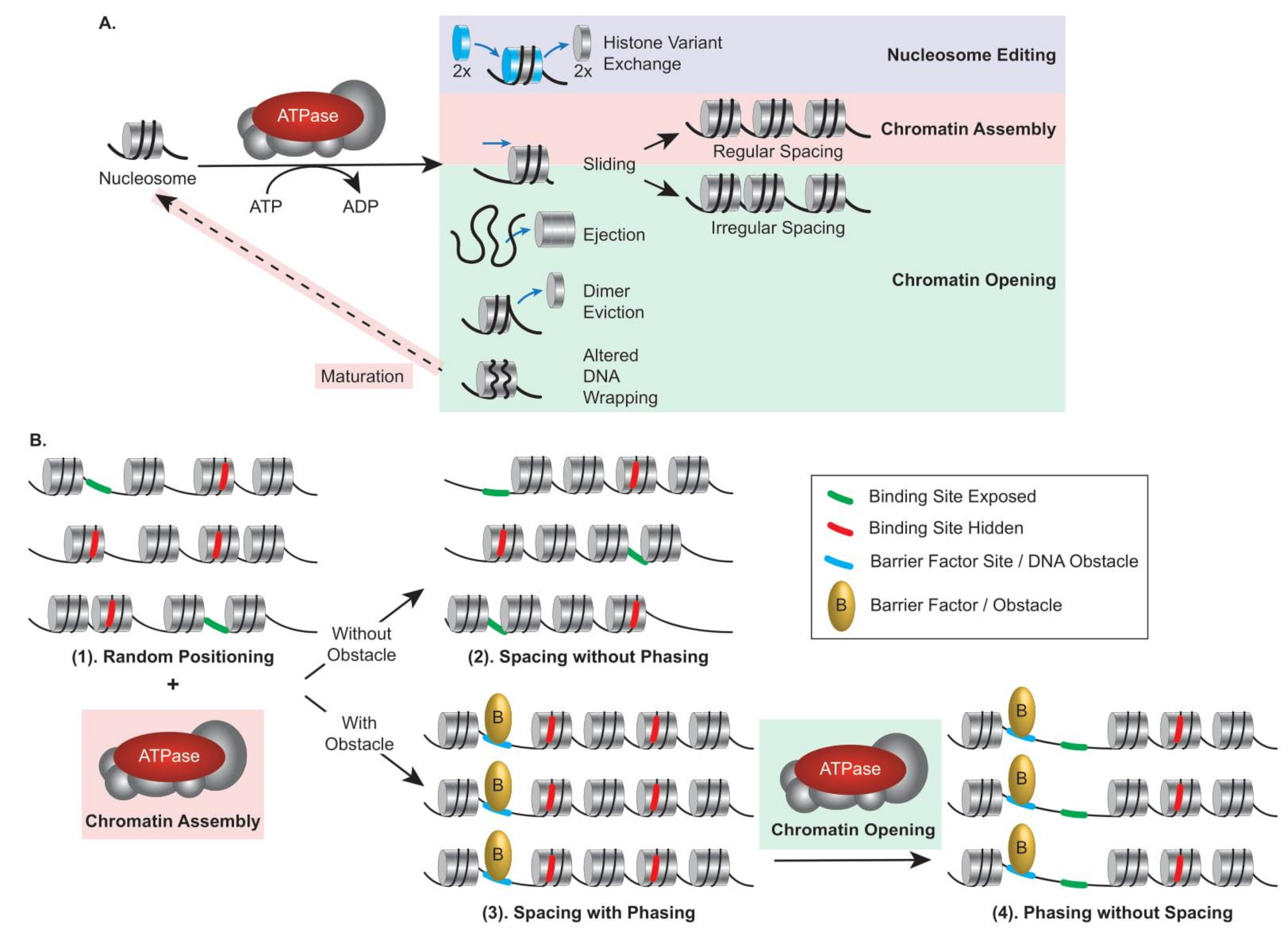 Ijms 22 05578 g001 Ijms 22 05578 g001