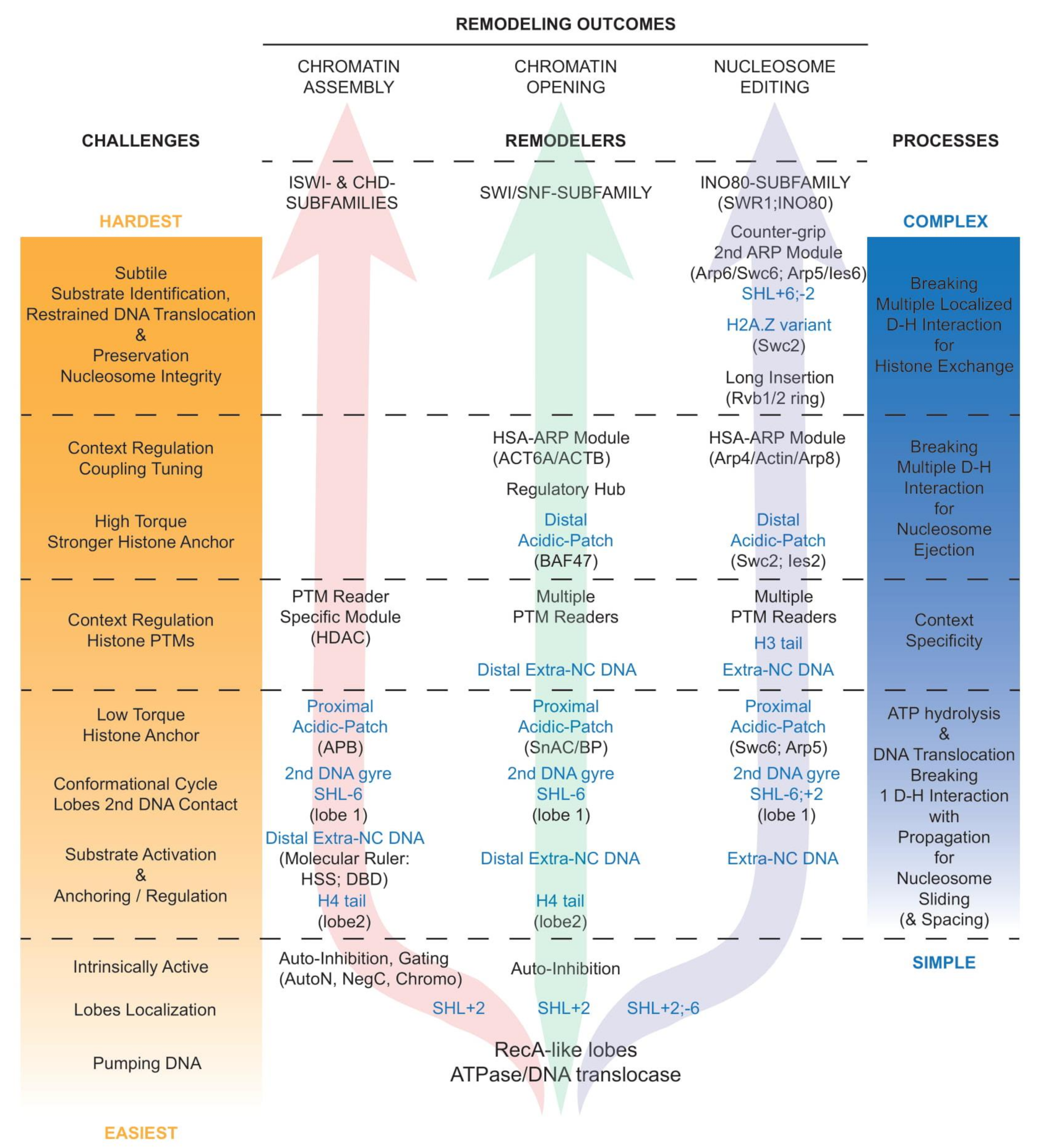 Ijms 22 05578 g004 Ijms 22 05578 g004