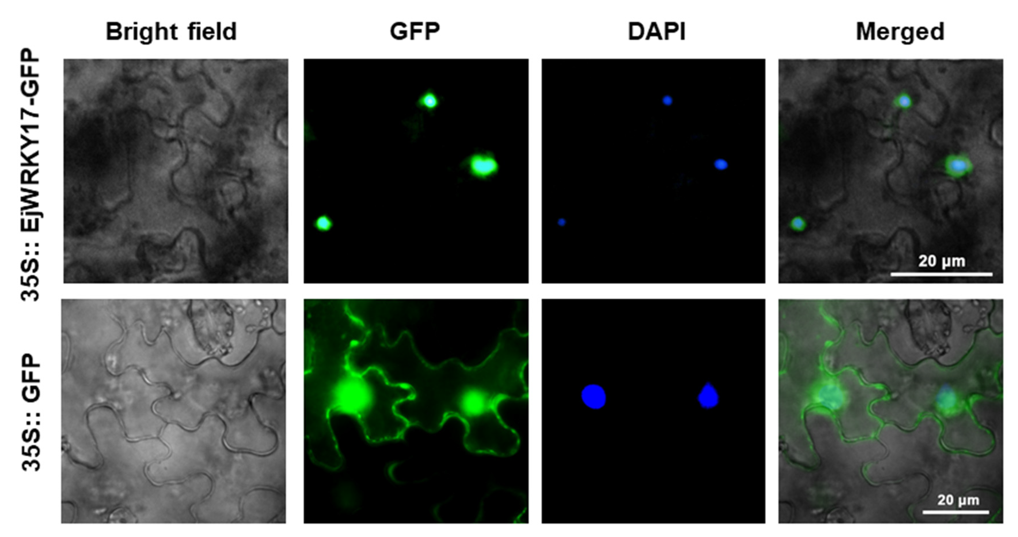 Ijms 22 05593 g002 Ijms 22 05593 g002