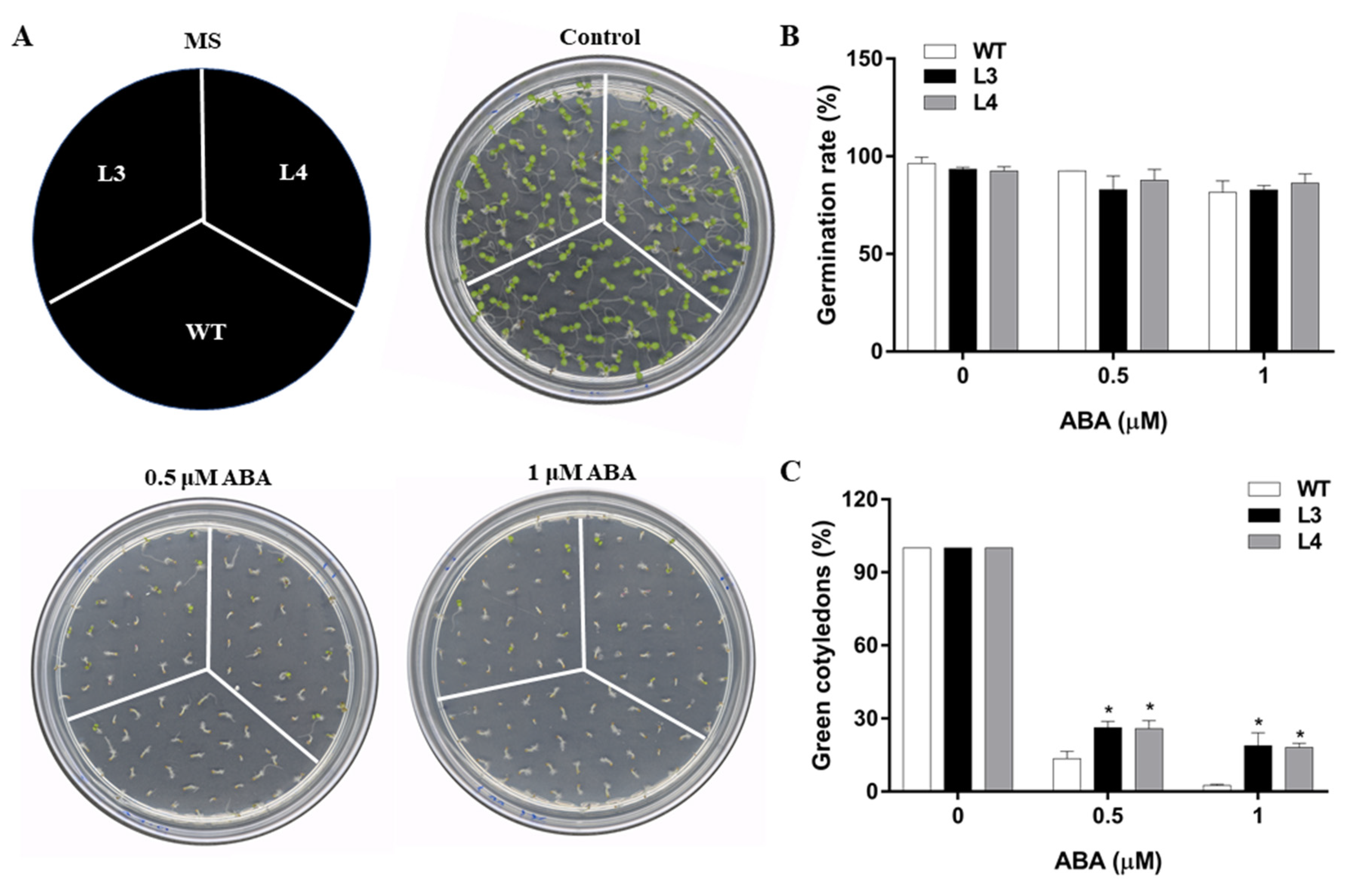 Ijms 22 05593 g003 Ijms 22 05593 g003