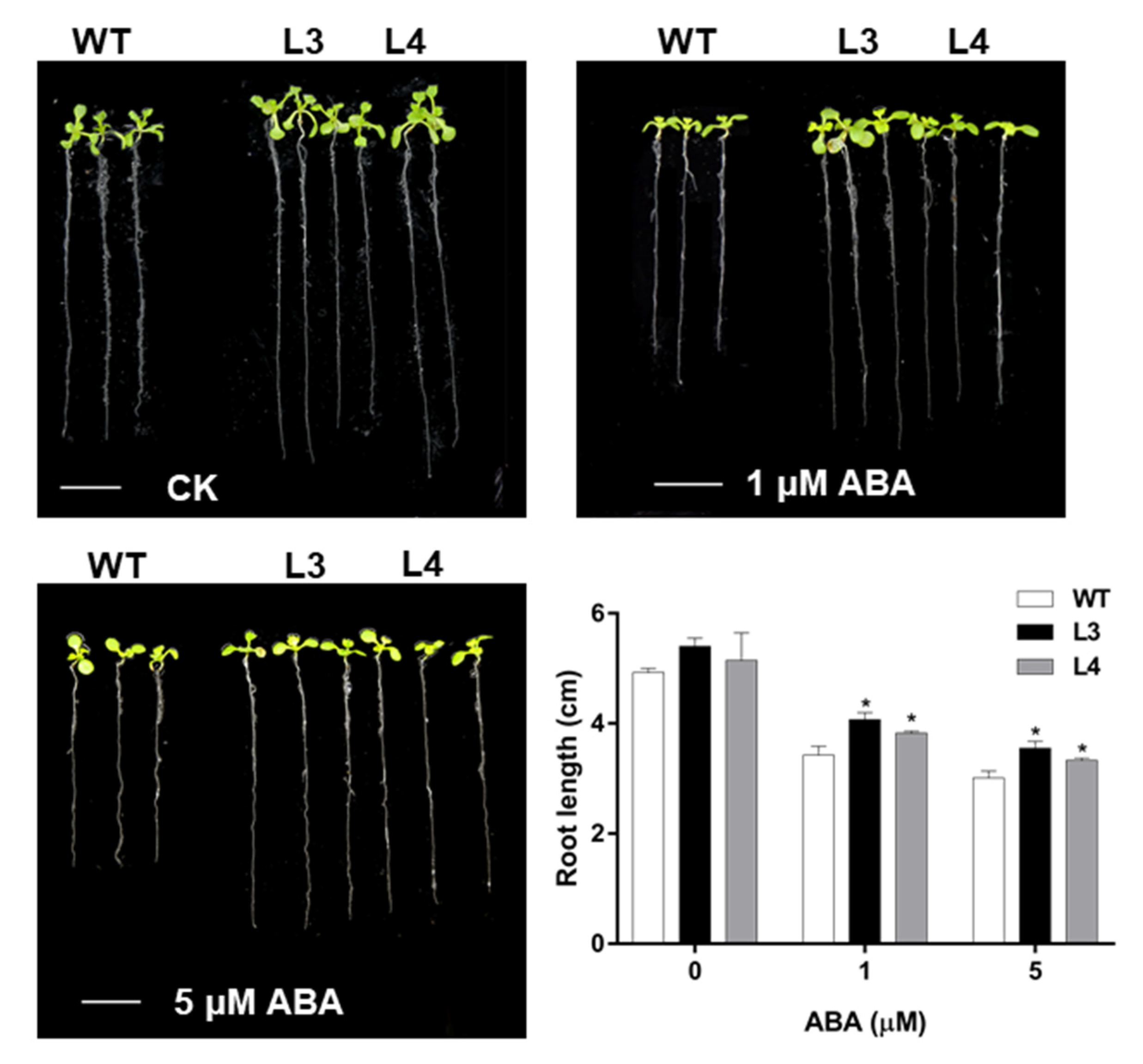 Ijms 22 05593 g004 Ijms 22 05593 g004