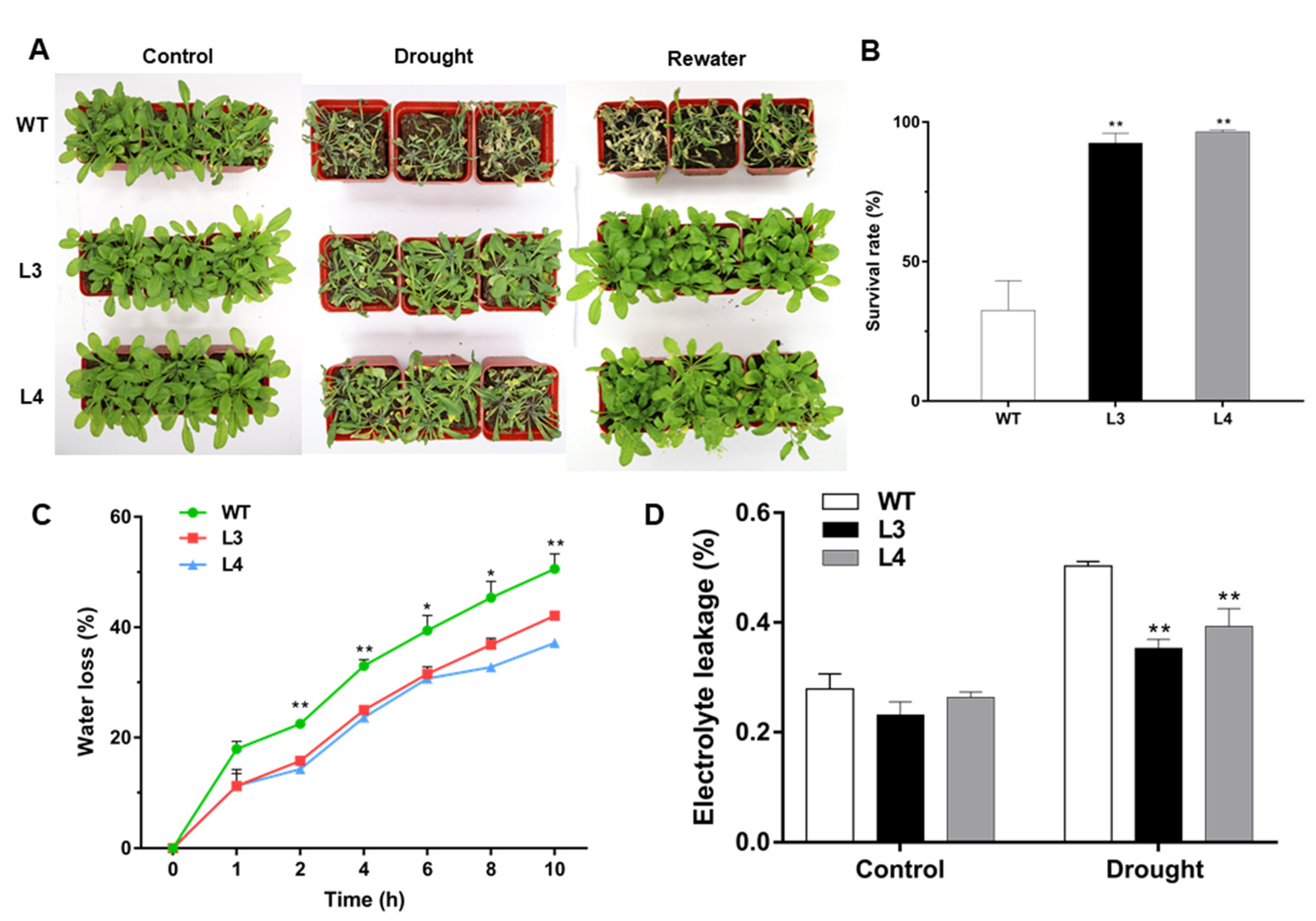 Ijms 22 05593 g006 Ijms 22 05593 g006