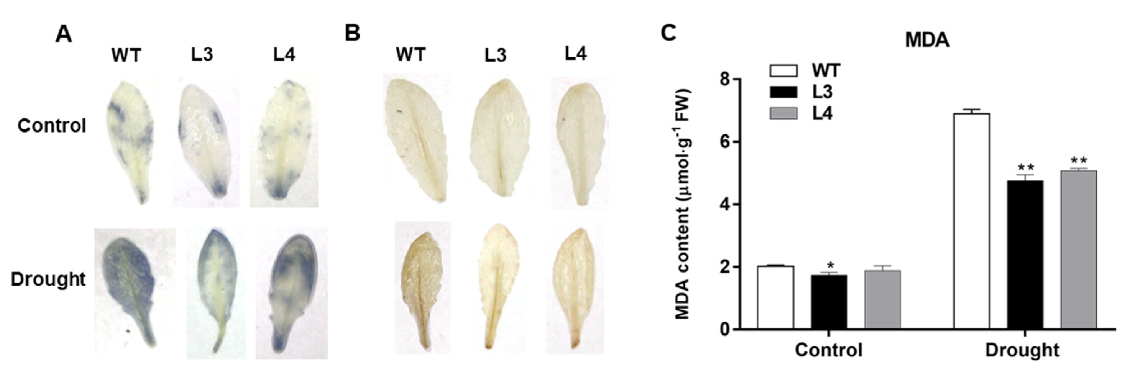 Ijms 22 05593 g007 Ijms 22 05593 g007