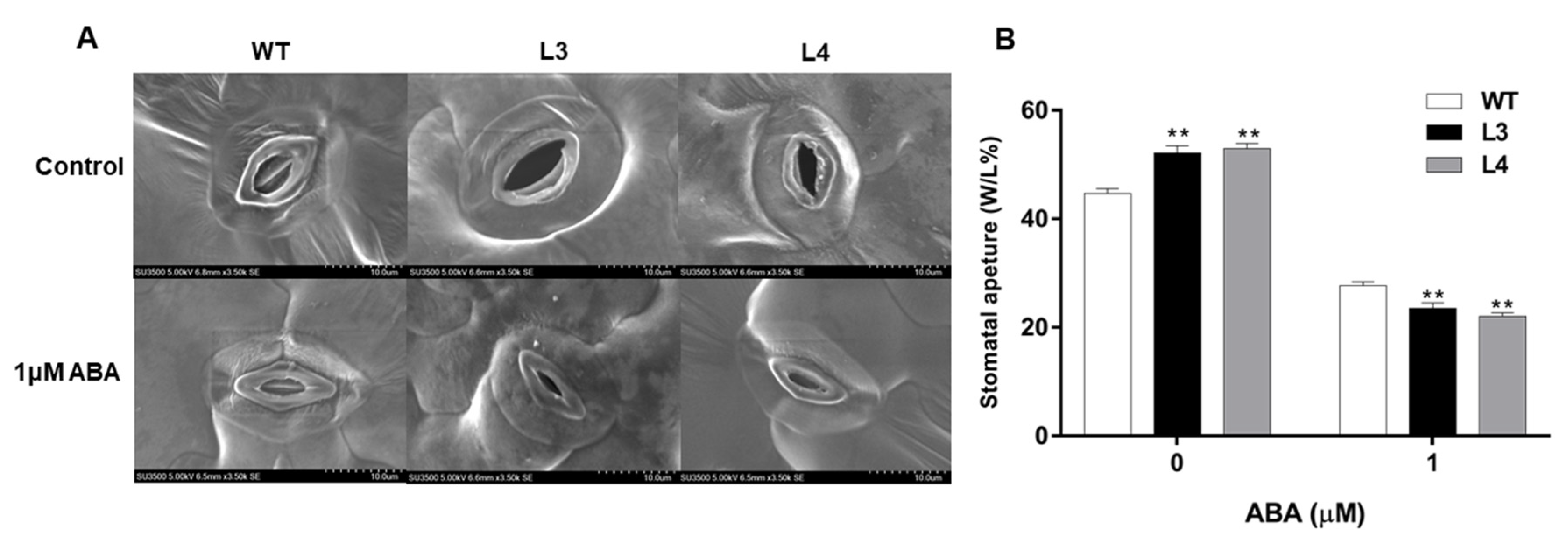 Ijms 22 05593 g008 Ijms 22 05593 g008