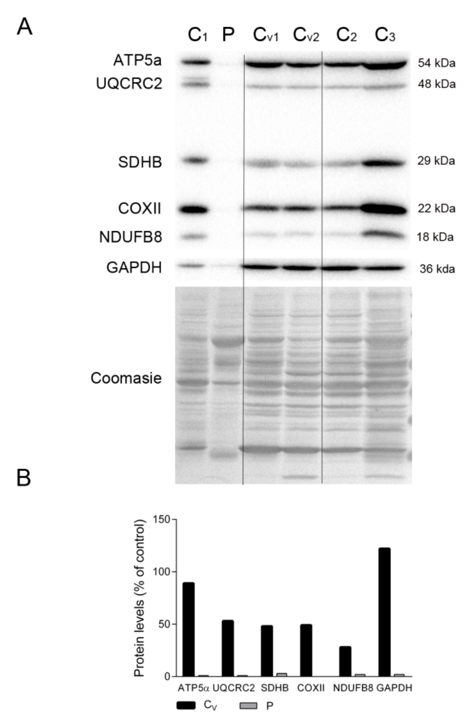 Ijms 22 05598 g004 Ijms 22 05598 g004