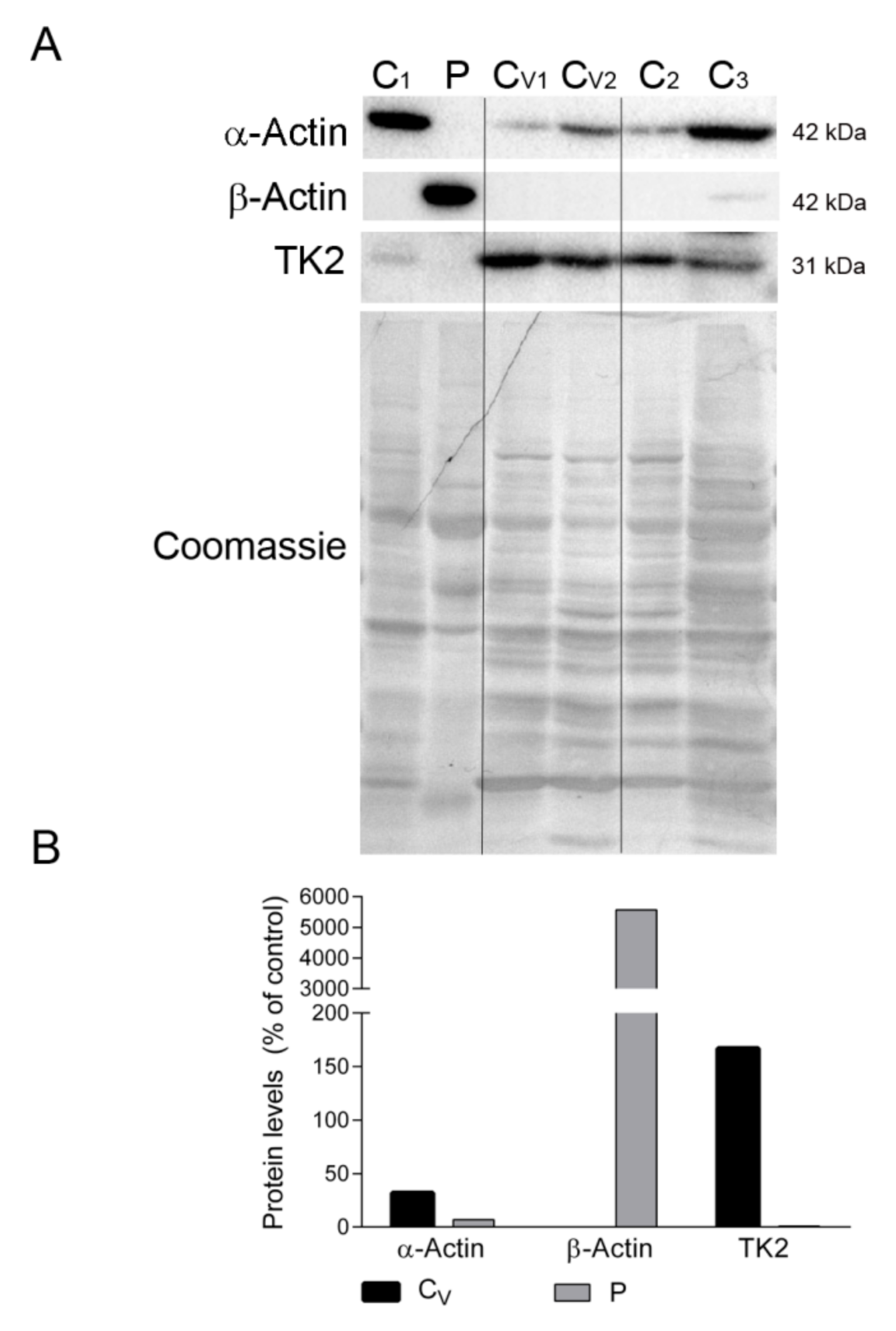 Ijms 22 05598 g005 Ijms 22 05598 g005