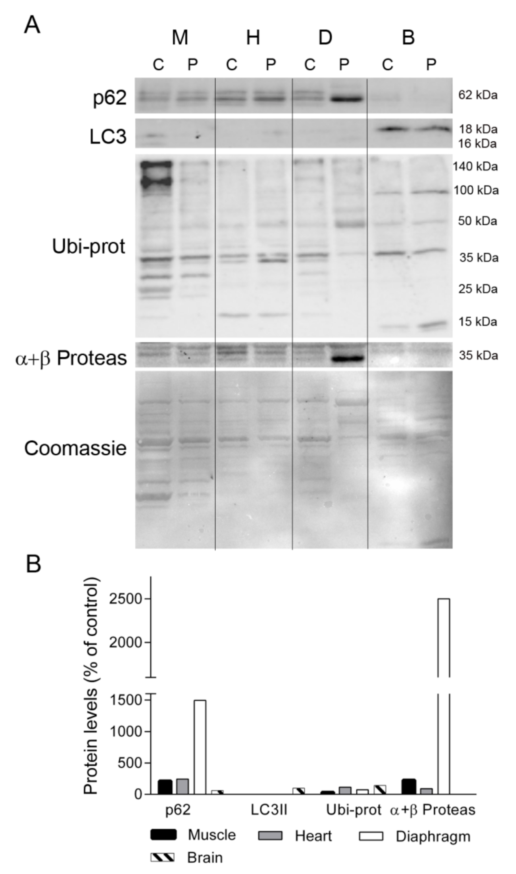 Ijms 22 05598 g007 Ijms 22 05598 g007