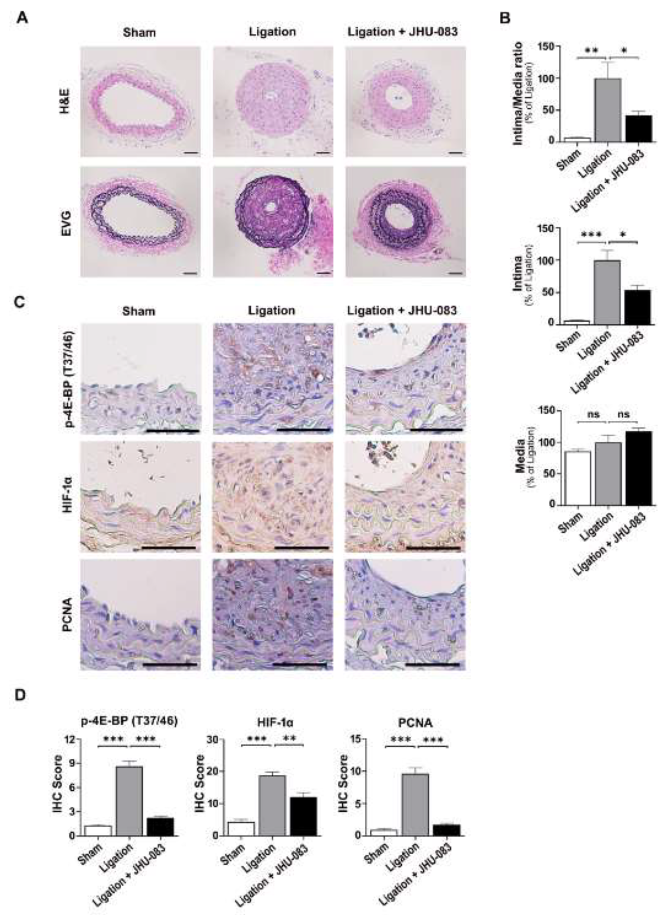Ijms 22 05602 g005 Ijms 22 05602 g005