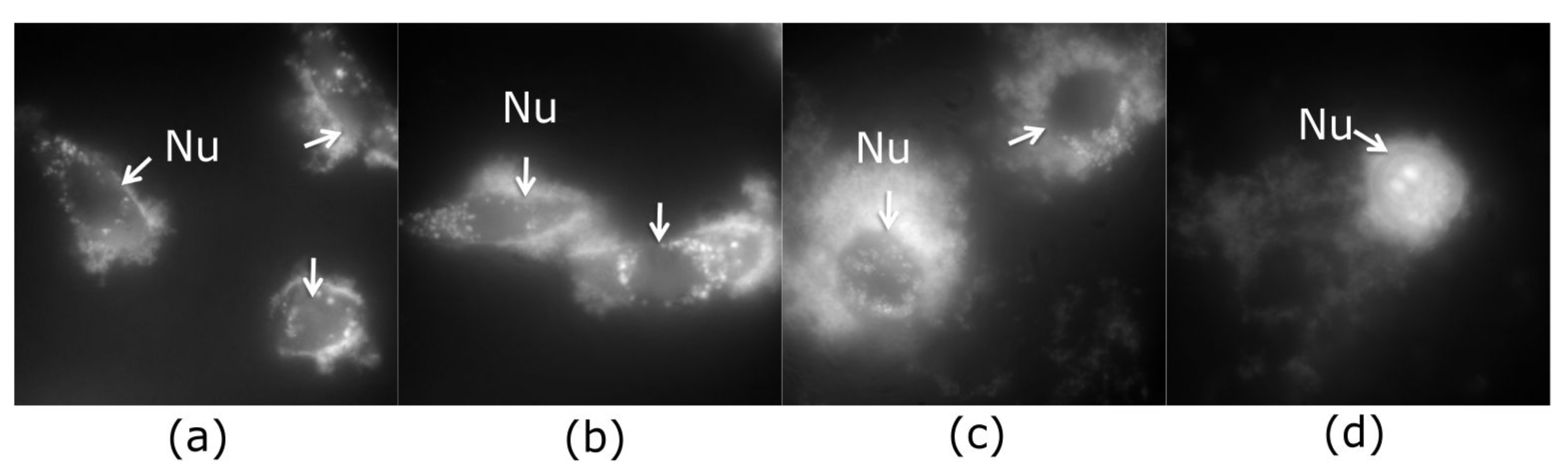 Ijms 22 05608 g005 Ijms 22 05608 g005