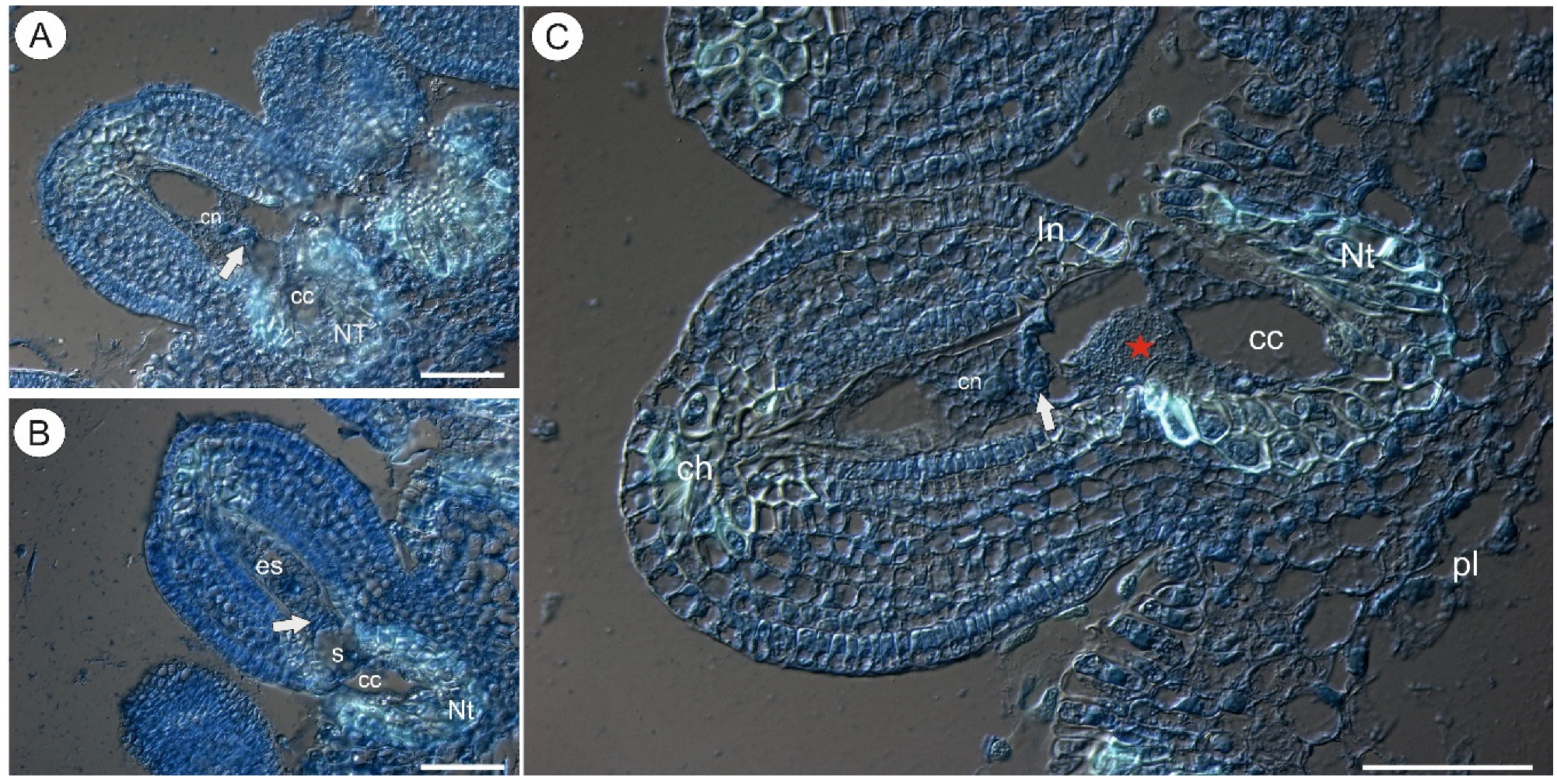 Ijms 22 05622 g001 Ijms 22 05622 g001