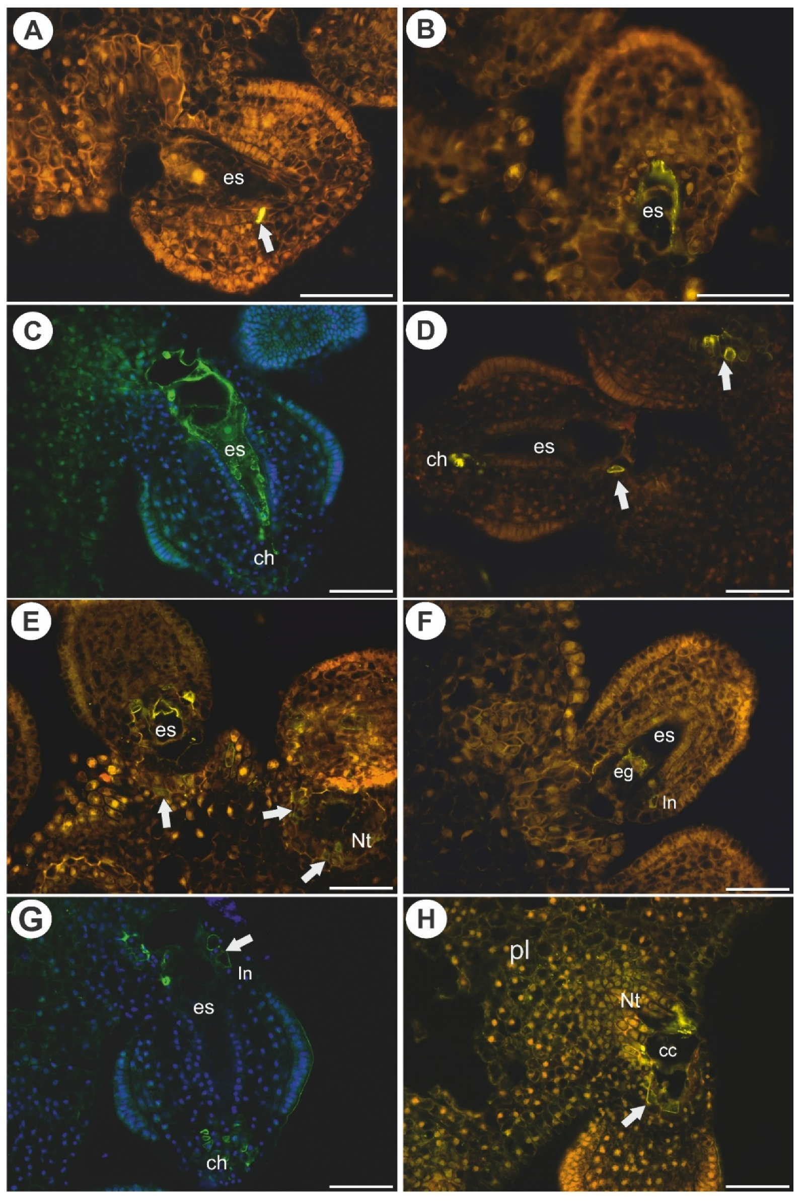 Ijms 22 05622 g003 Ijms 22 05622 g003