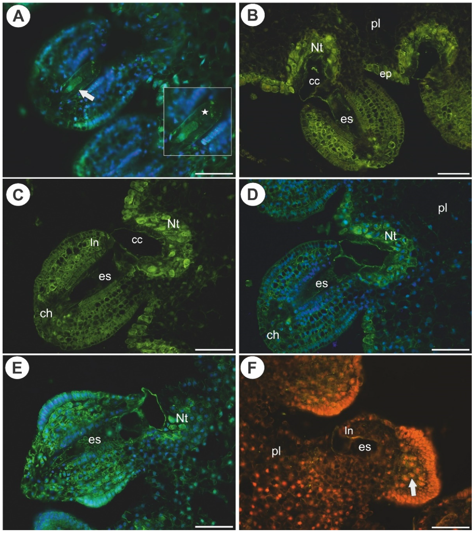 Ijms 22 05622 g004 Ijms 22 05622 g004