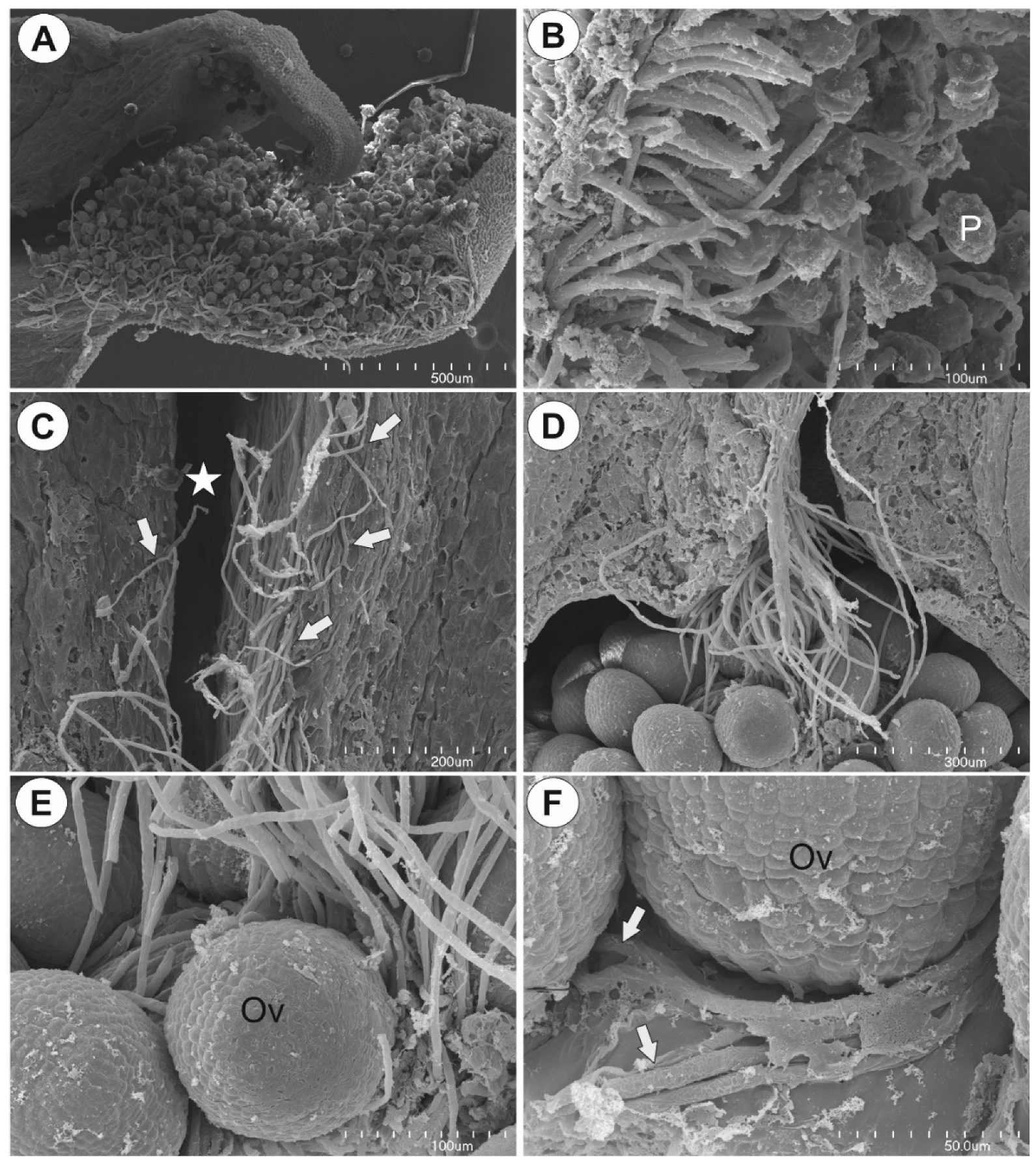 Ijms 22 05622 g005 Ijms 22 05622 g005