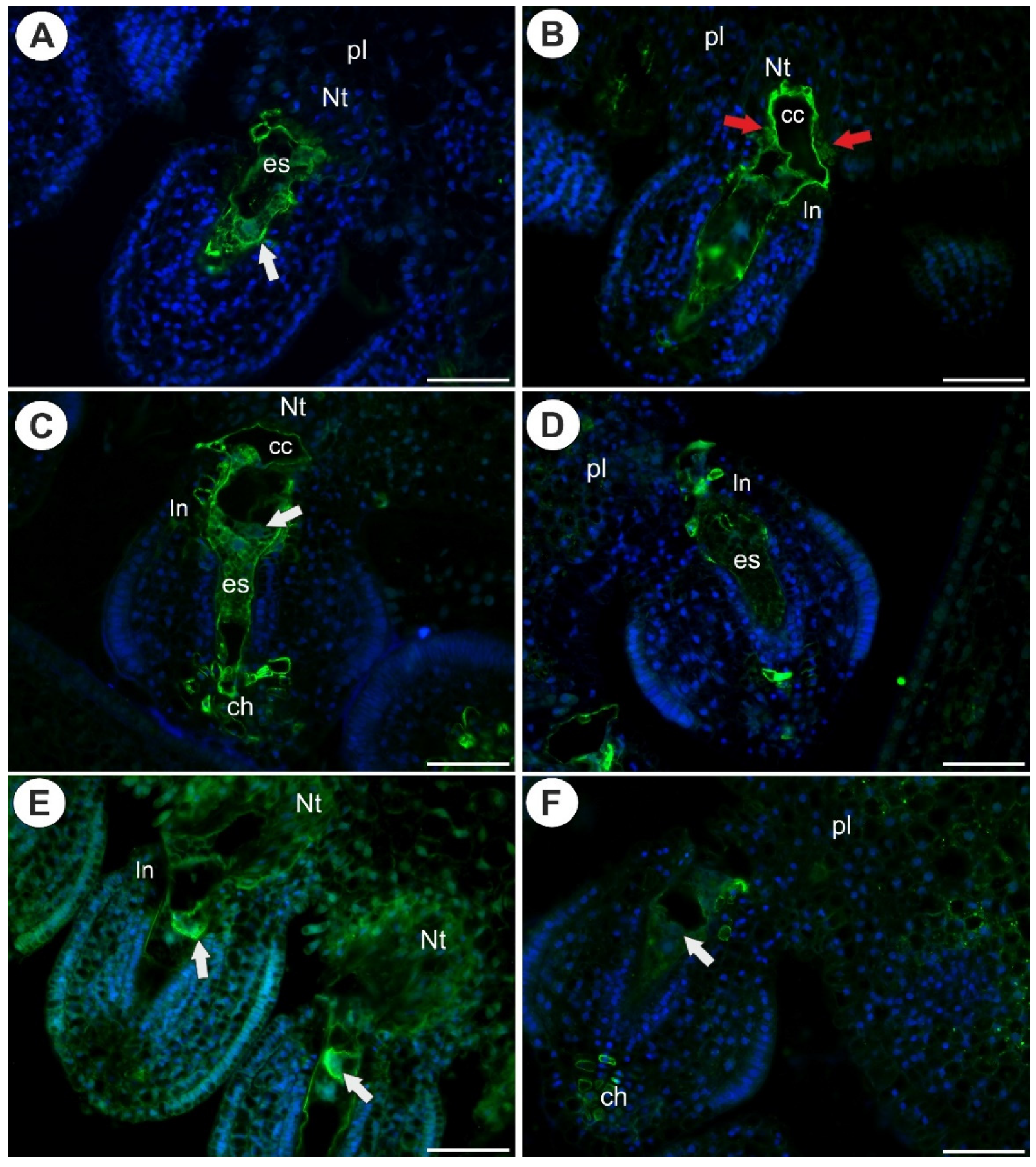 Ijms 22 05622 g006 Ijms 22 05622 g006