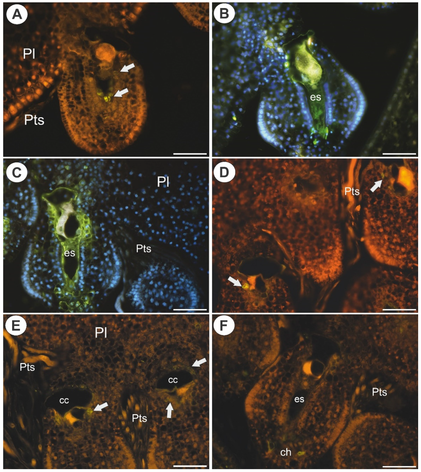 Ijms 22 05622 g007 Ijms 22 05622 g007