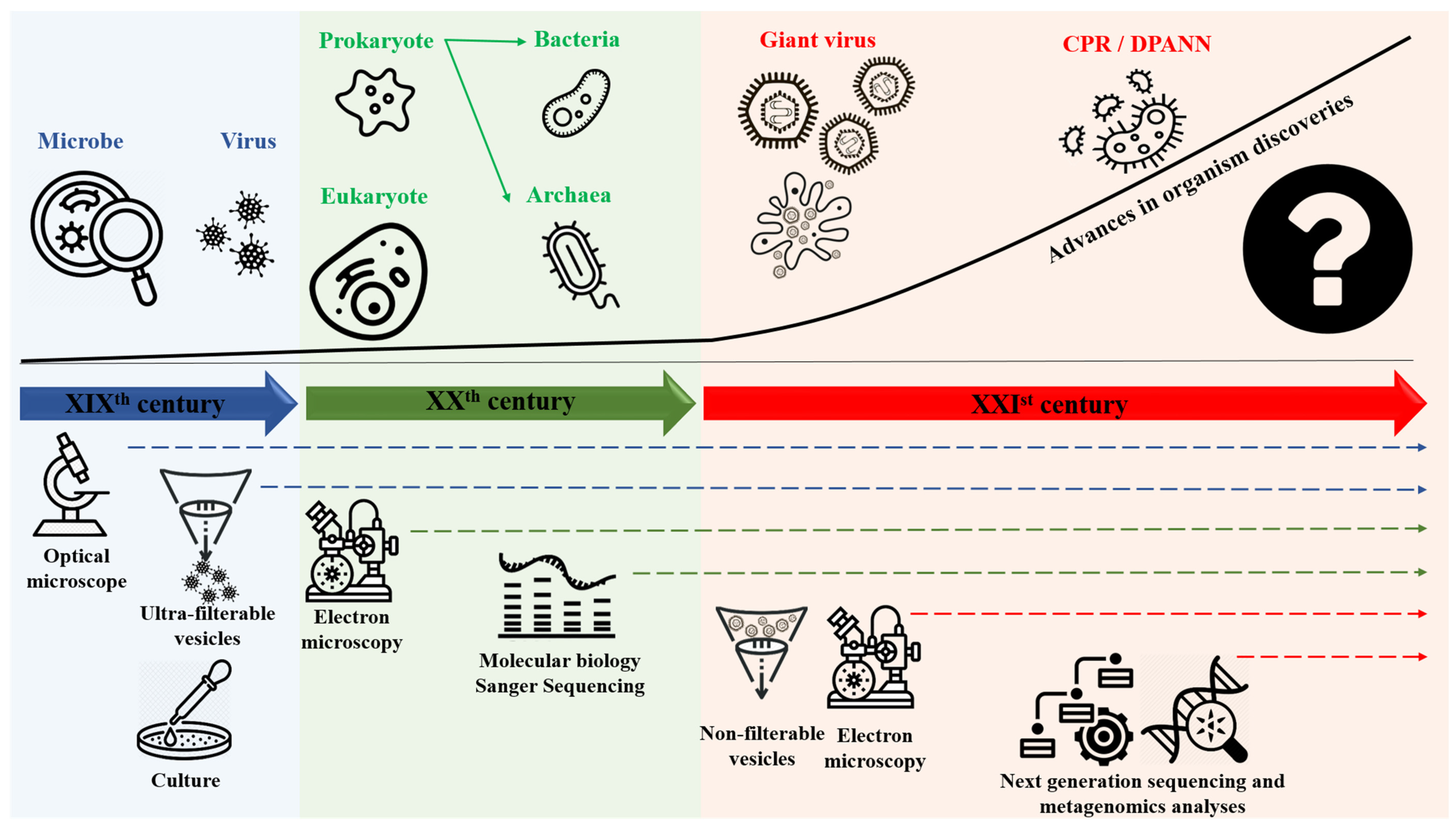 Ijms Free Full Text Rhizomal Reclassification Of Living Organisms Html