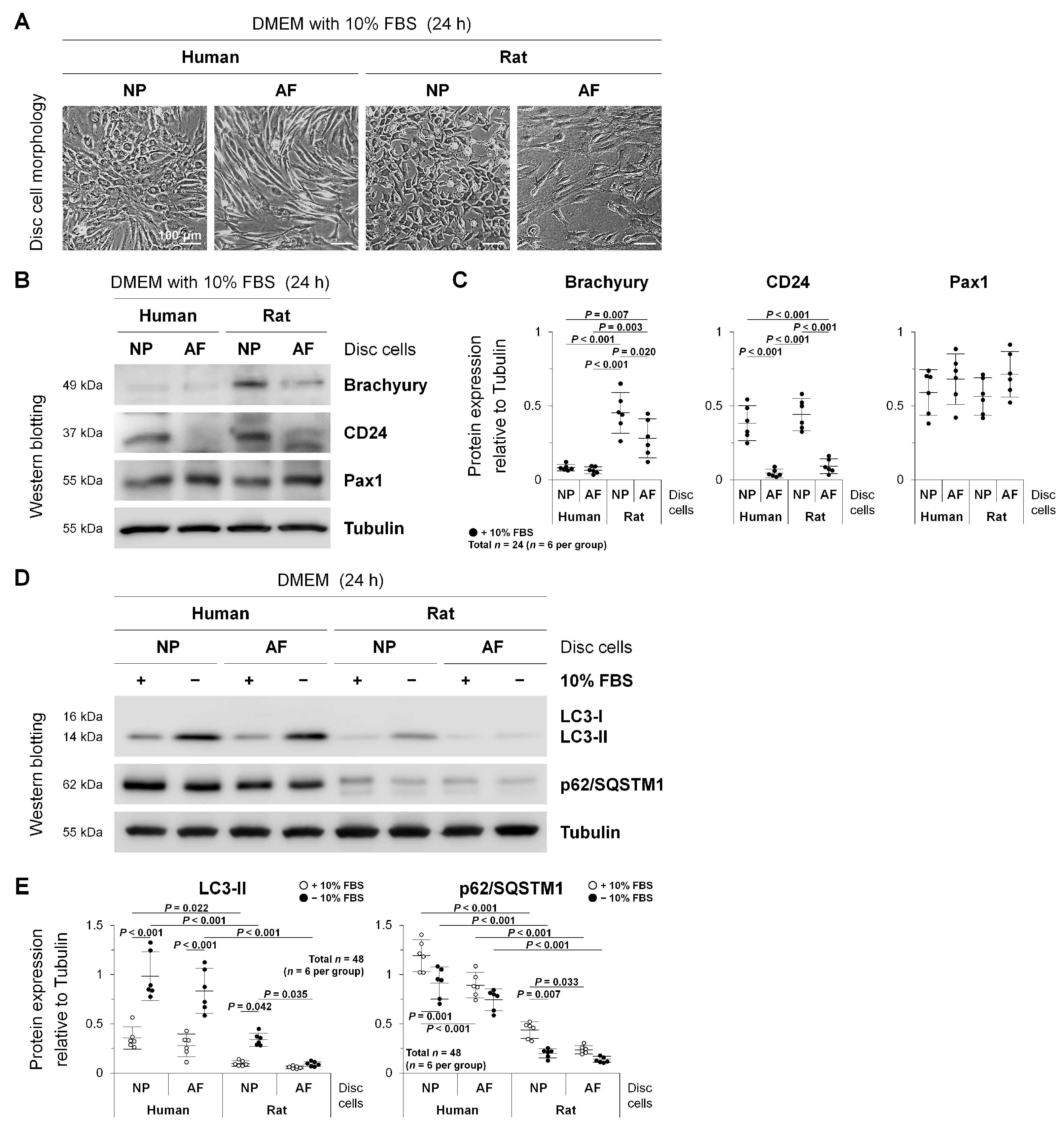 Ijms 22 05648 g001 Ijms 22 05648 g001