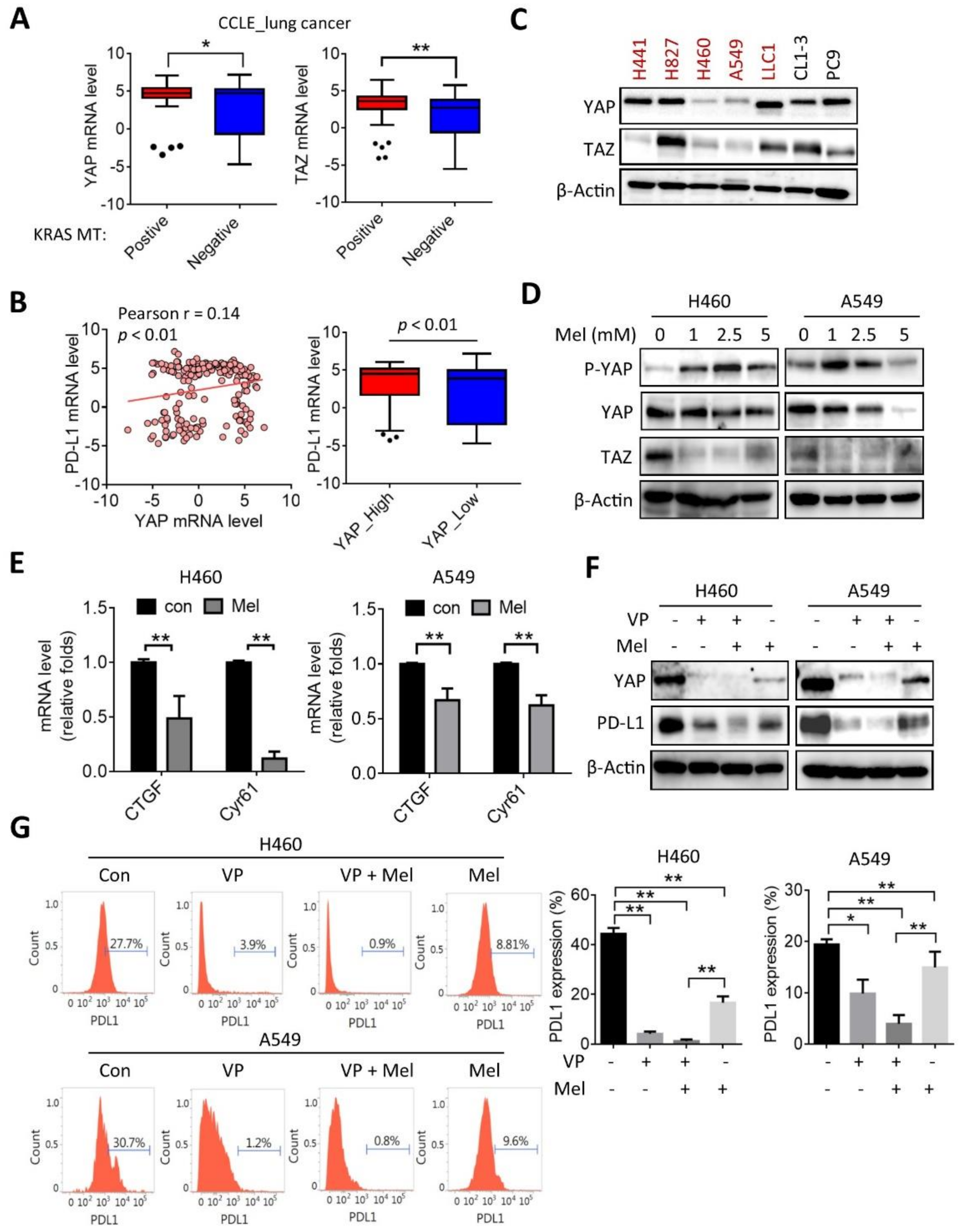 Ijms 22 05649 g003a Ijms 22 05649 g003a