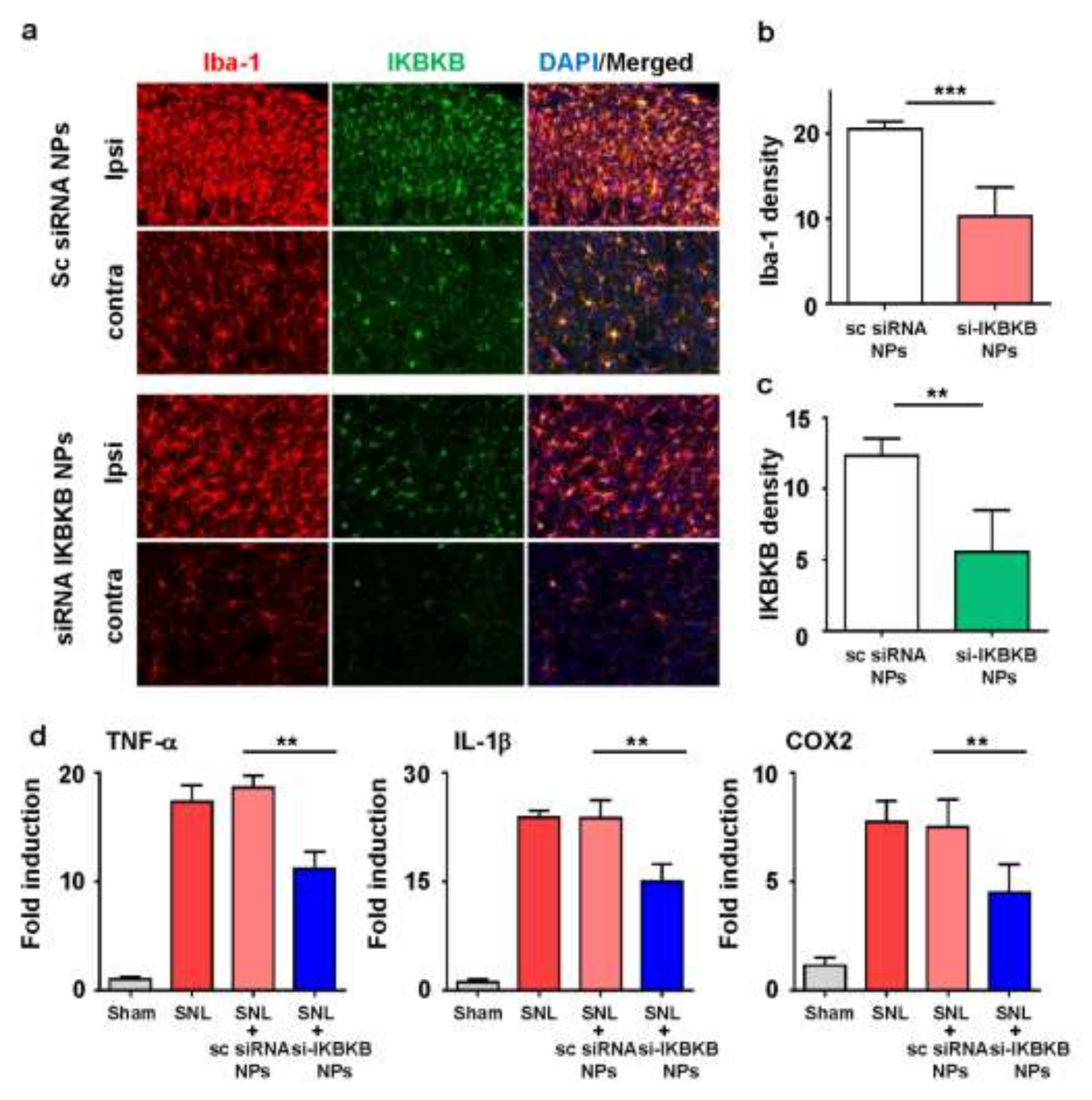 Ijms 22 05657 g005 Ijms 22 05657 g005