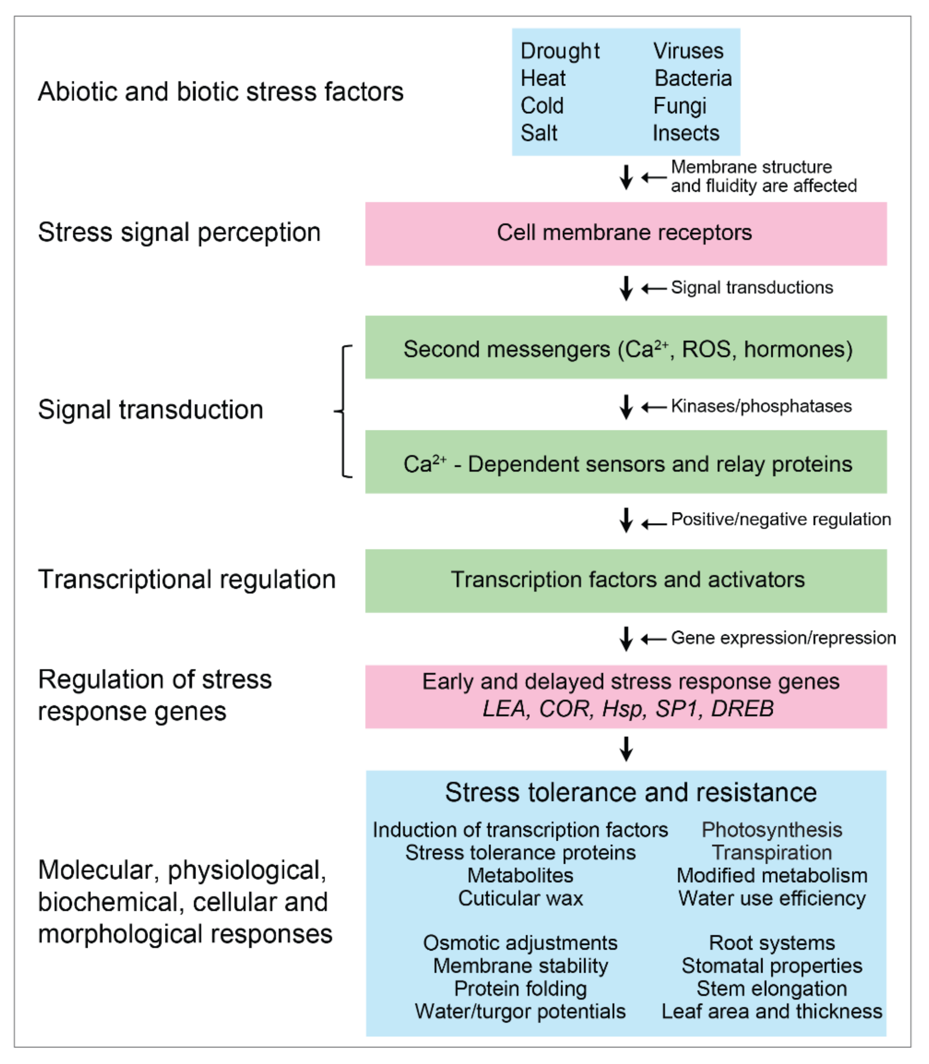 IJMS | Free Full-Text | Plant Transcription Factors in Drought and Associated