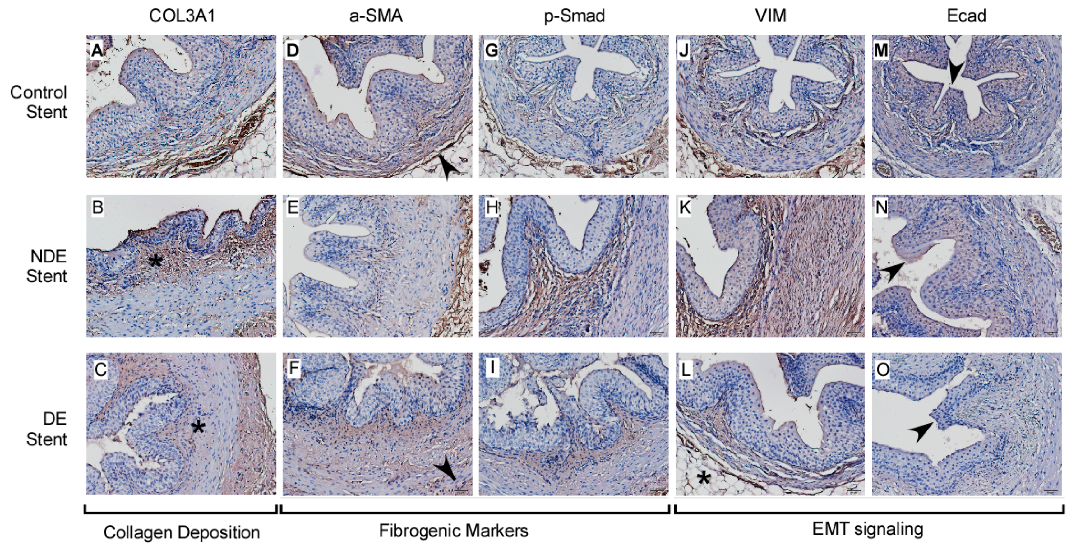 Ijms 22 05664 g005 Ijms 22 05664 g005