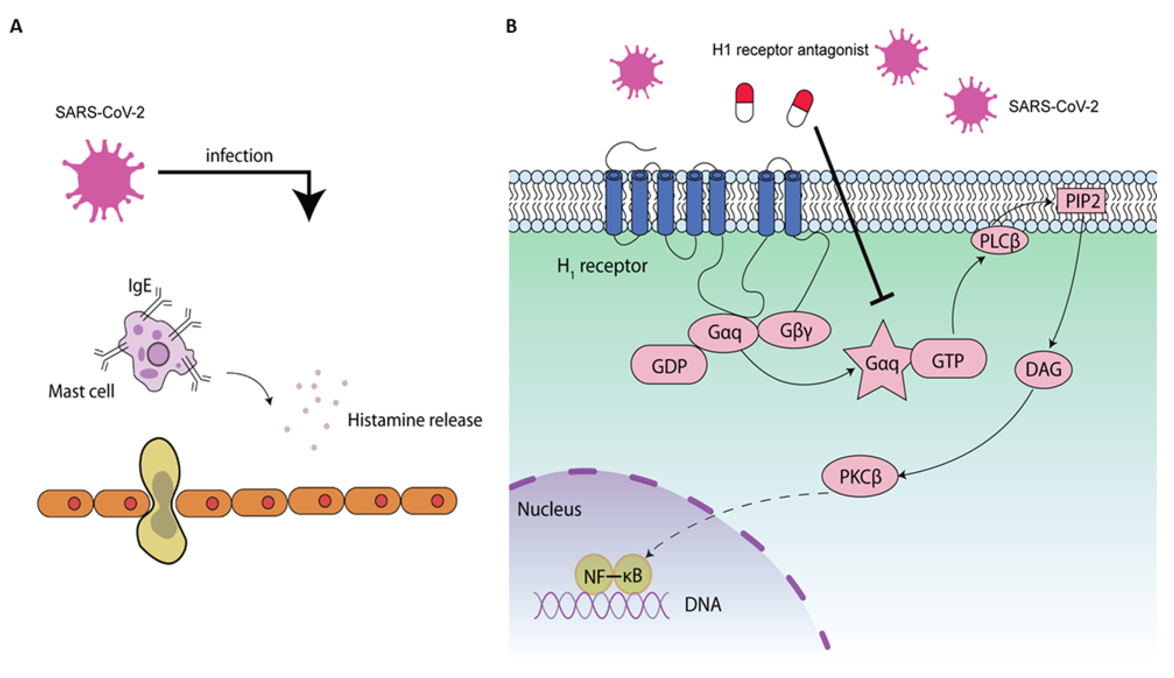 IJMS Free FullText Could Histamine H1 Receptor Antagonists Be Used