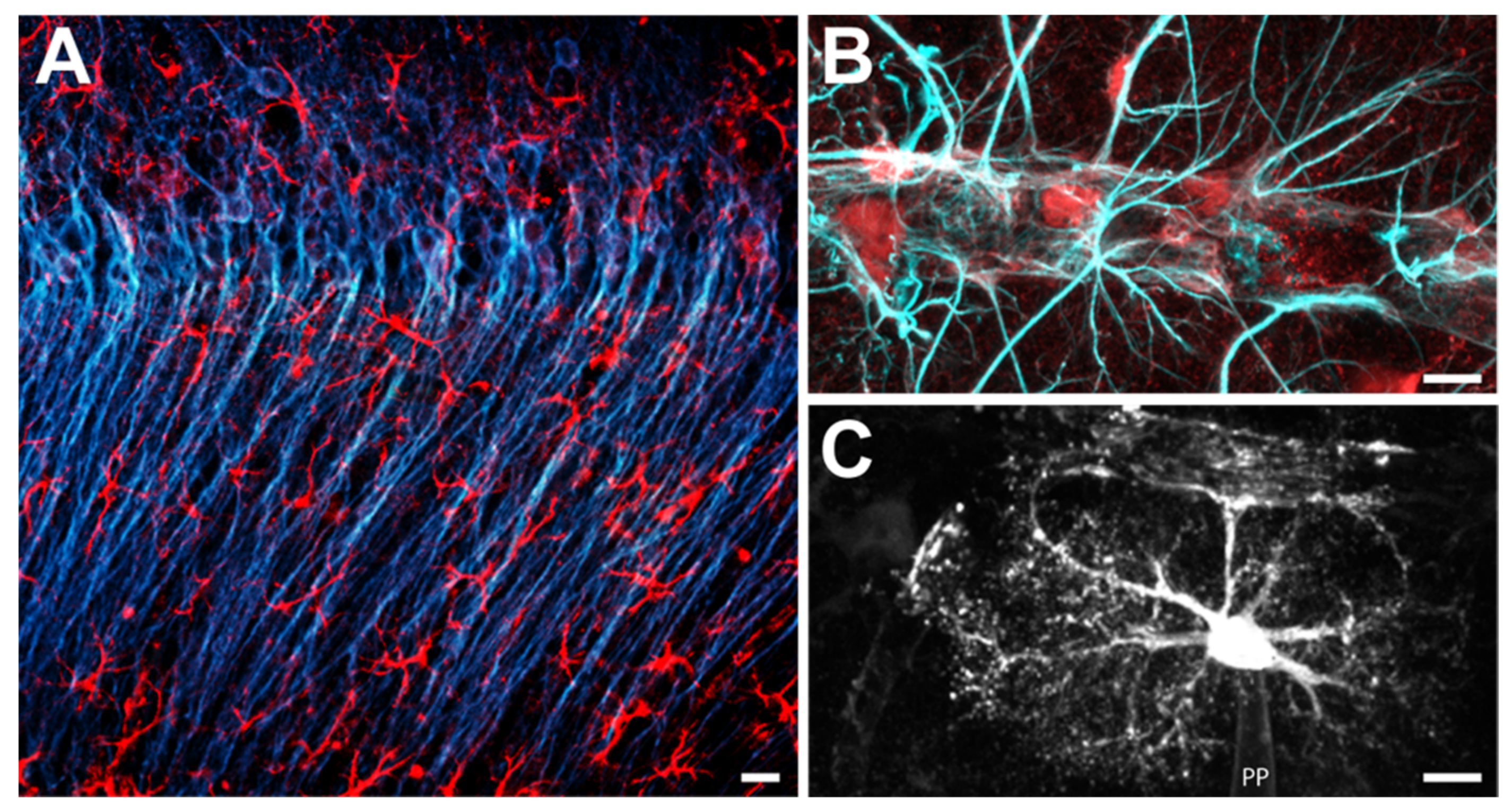 Ijms 22 05679 g002 Ijms 22 05679 g002