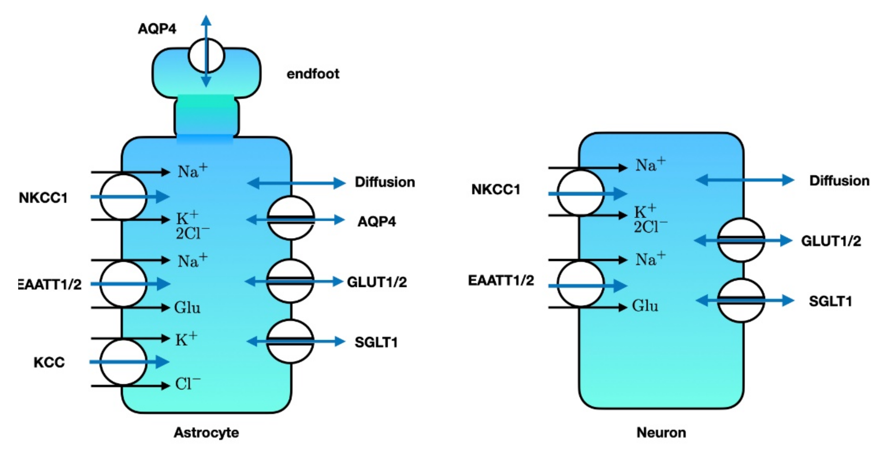Ijms 22 05679 g005 Ijms 22 05679 g005