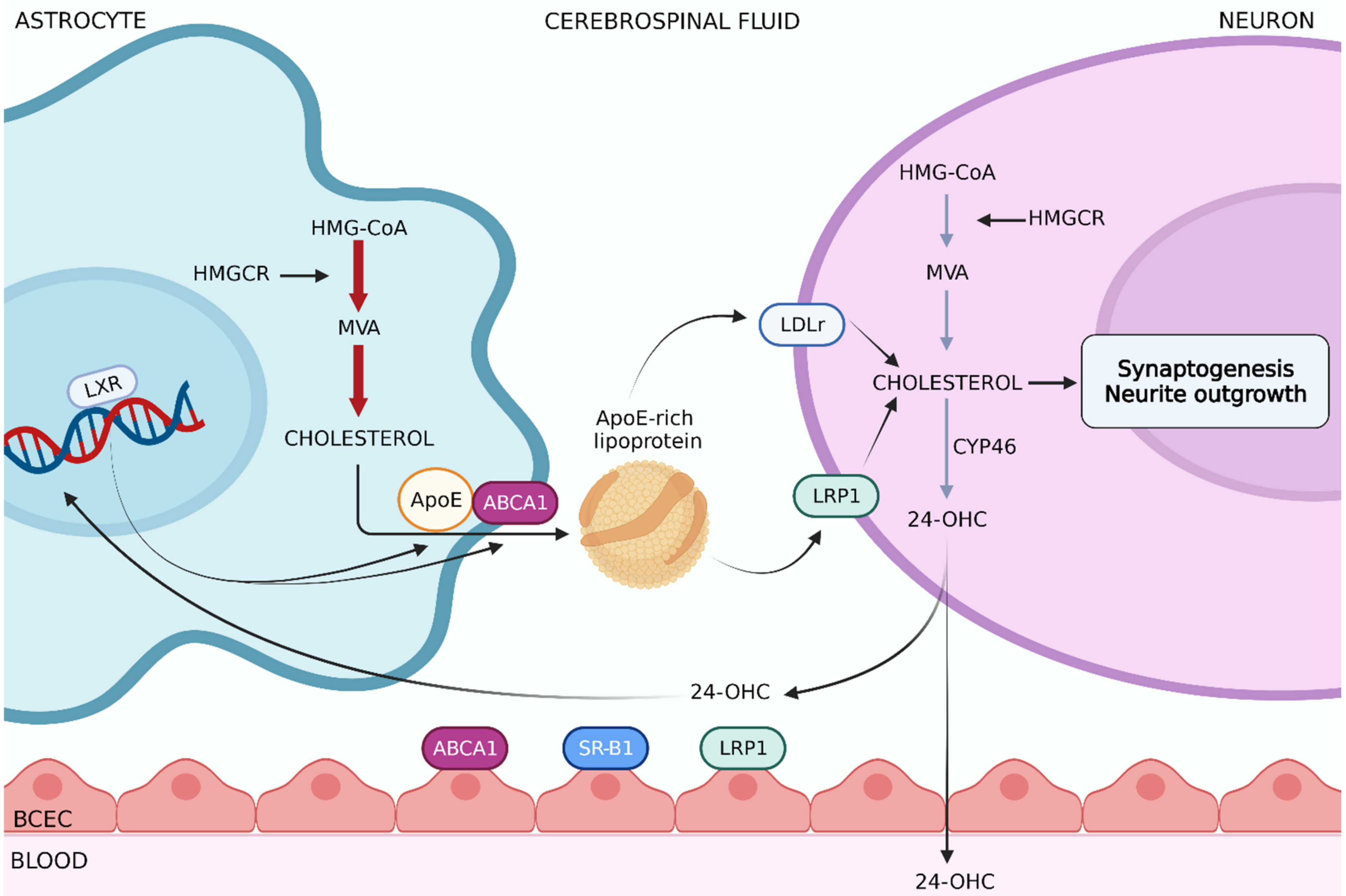 Neurotrophins as Key Regulators of Cell Metabolism