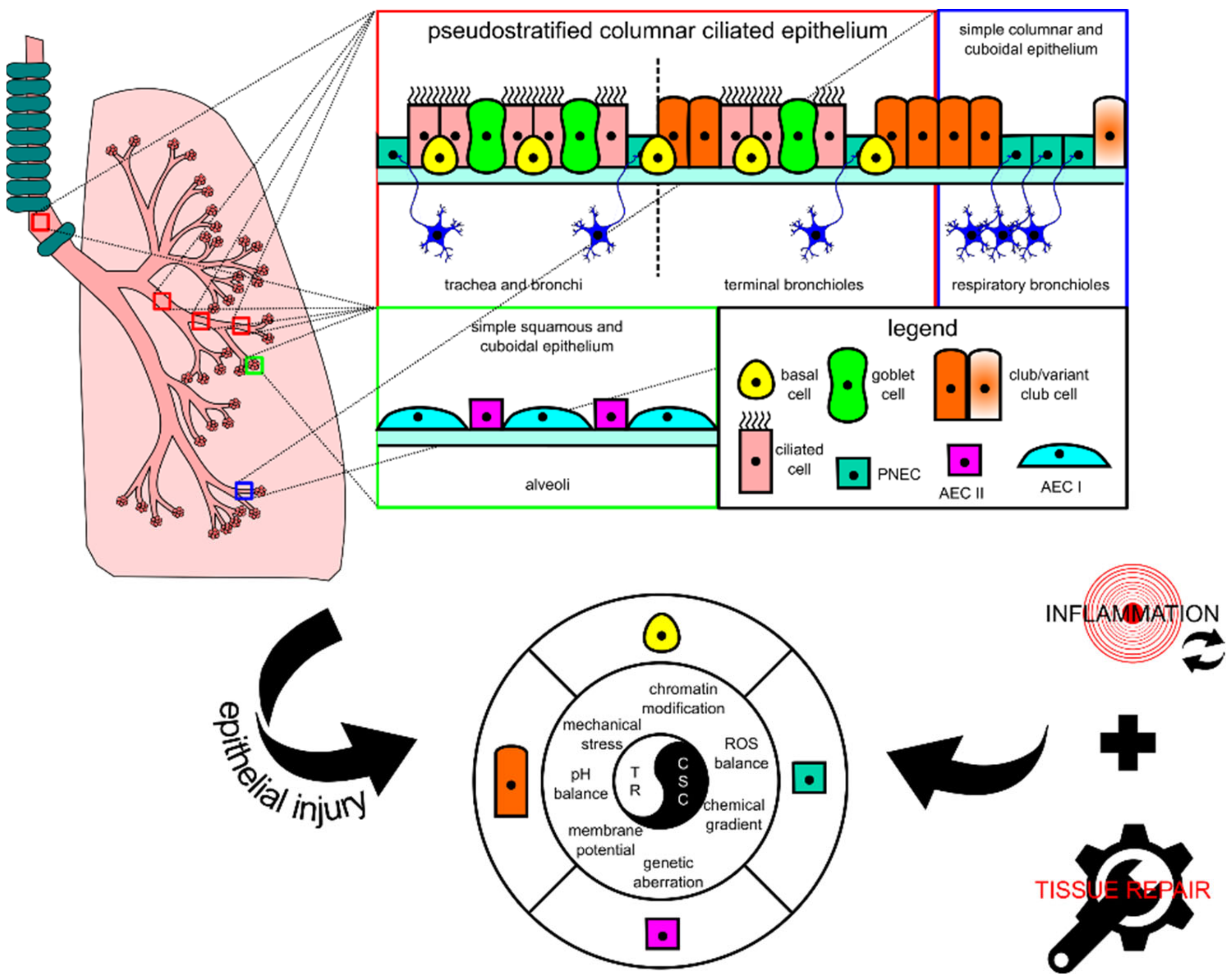 Ijms Free Full Text Understanding Lung Carcinogenesis From A Morphostatic Perspective Prevention And Therapeutic Potential Of Phytochemicals For Targeting Cancer Stem Cells Html