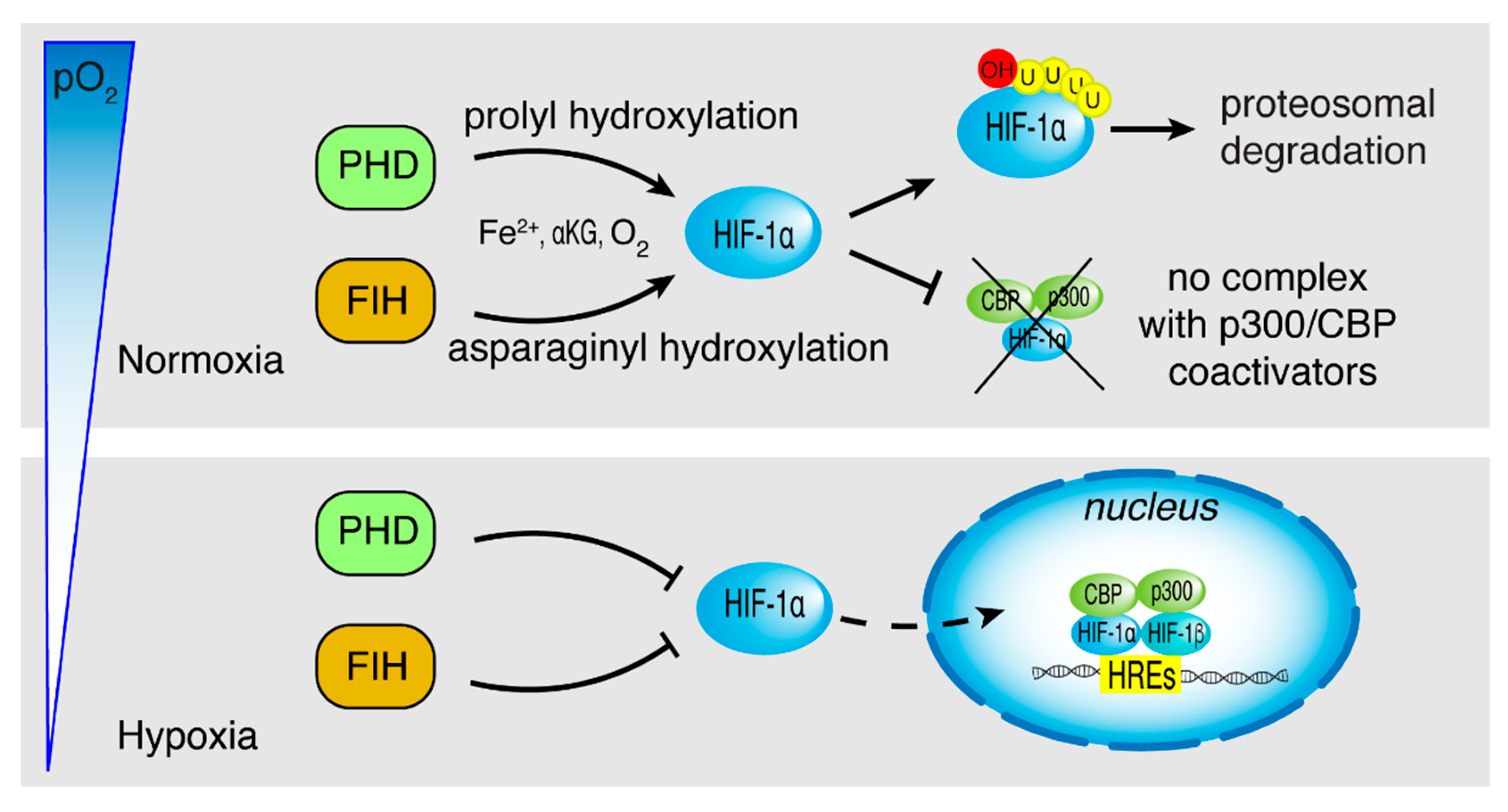 PDF) Hypoxia / Pseudohypoxia-mediated Activation of HIF1A in Cancer