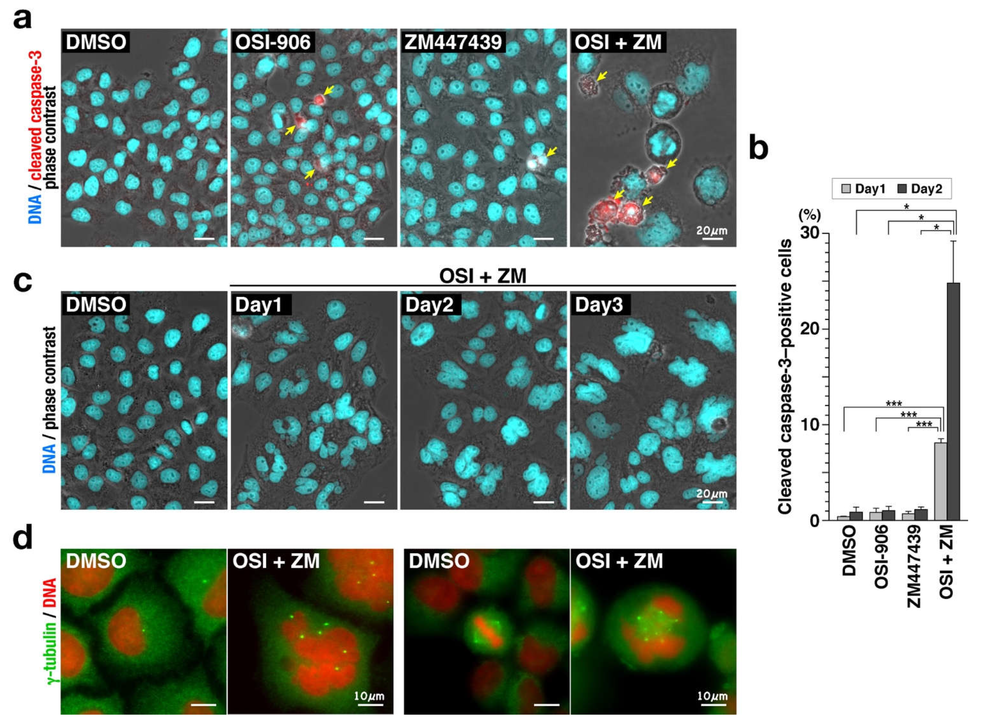Ijms 22 05706 g001 Ijms 22 05706 g001