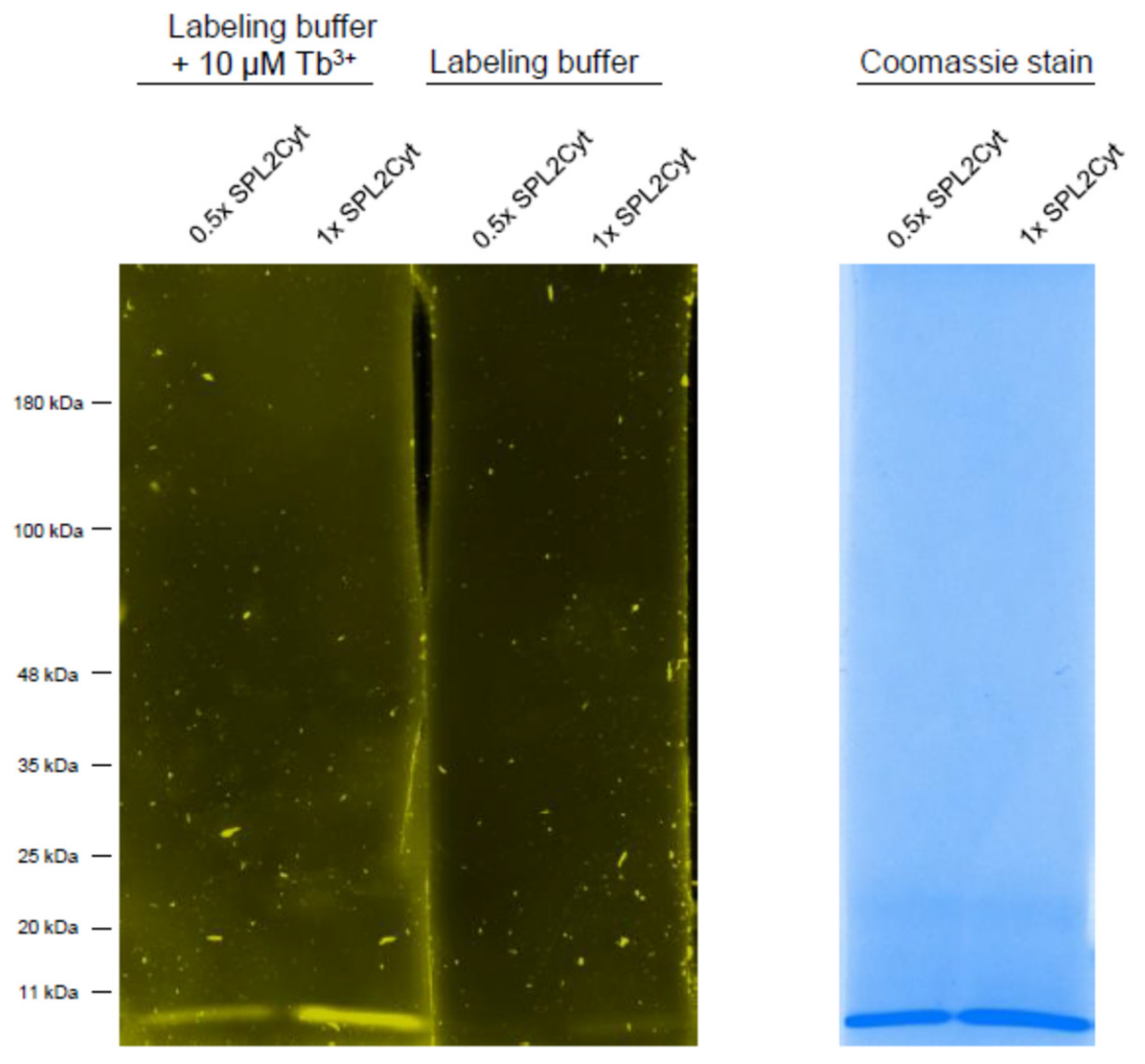 Ijms 22 05712 g0a2 Ijms 22 05712 g0a2
