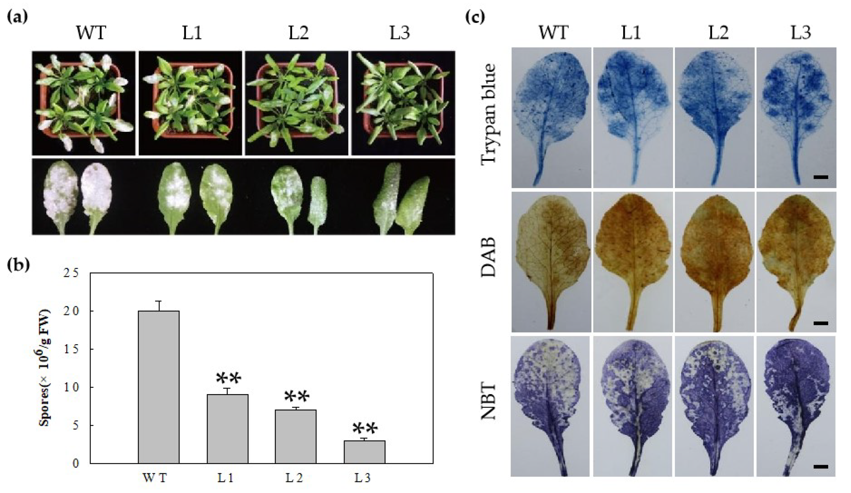 Ijms 22 05713 g003 Ijms 22 05713 g003