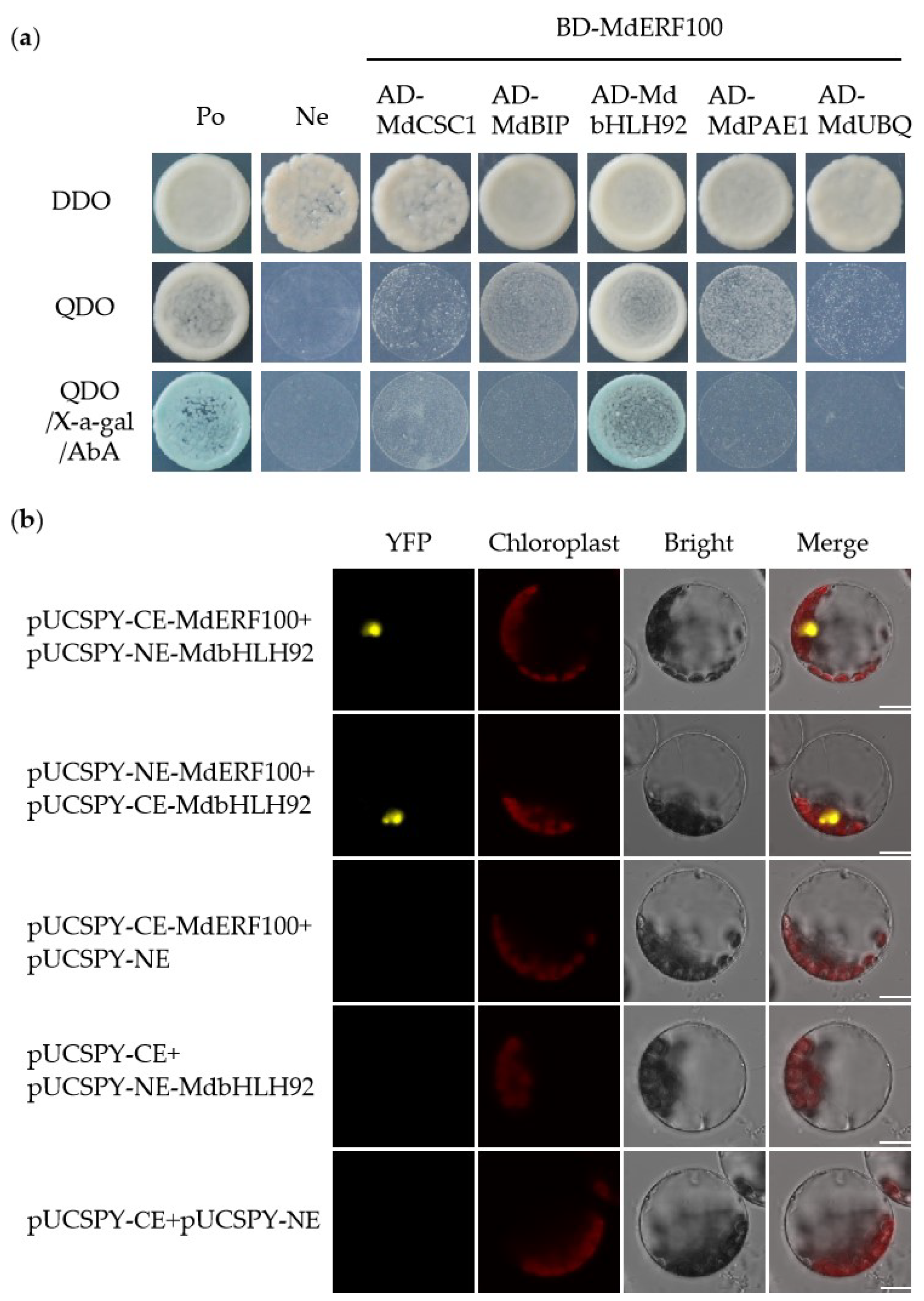 Ijms 22 05713 g005 Ijms 22 05713 g005