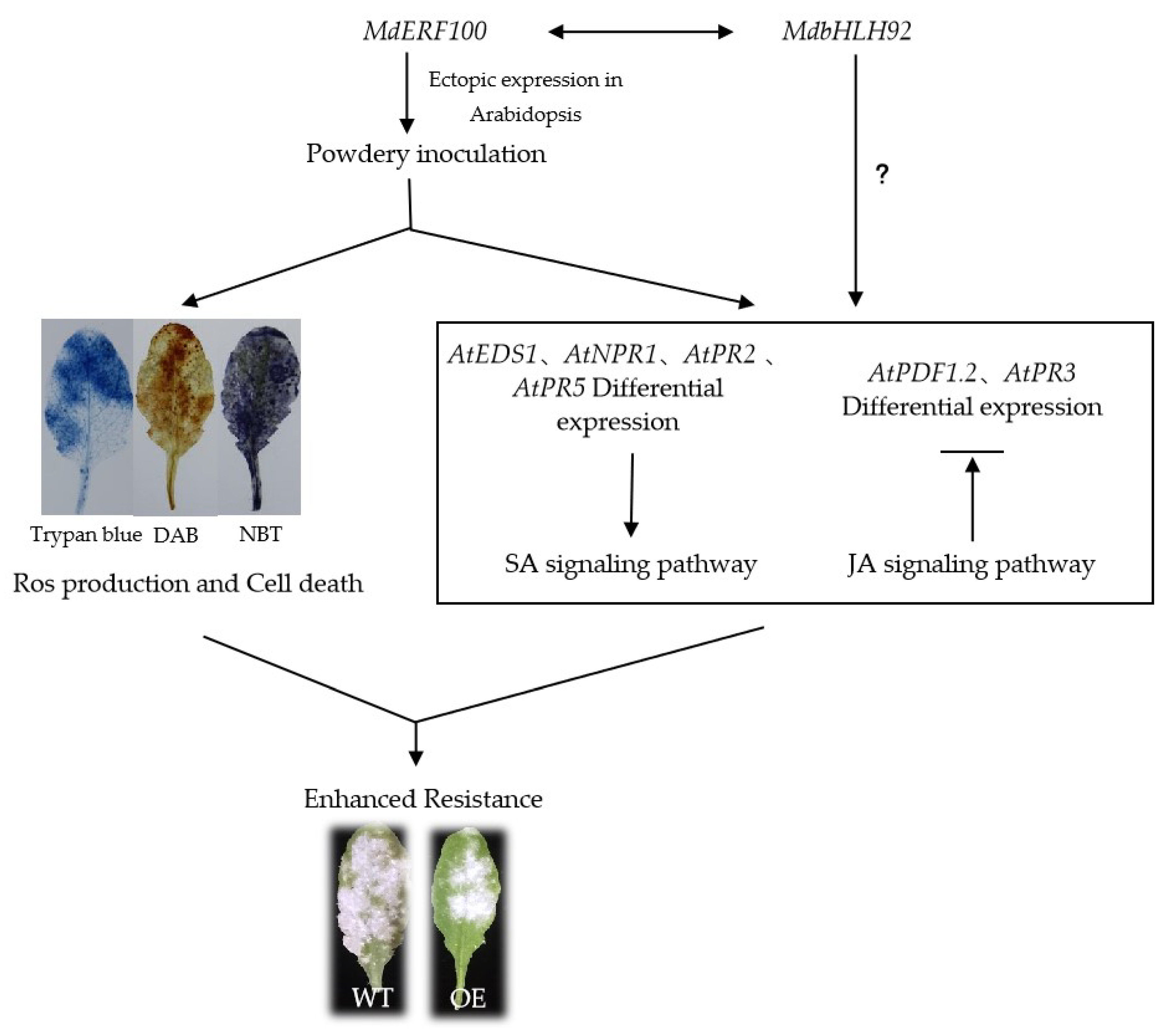 Ijms 22 05713 g007 Ijms 22 05713 g007