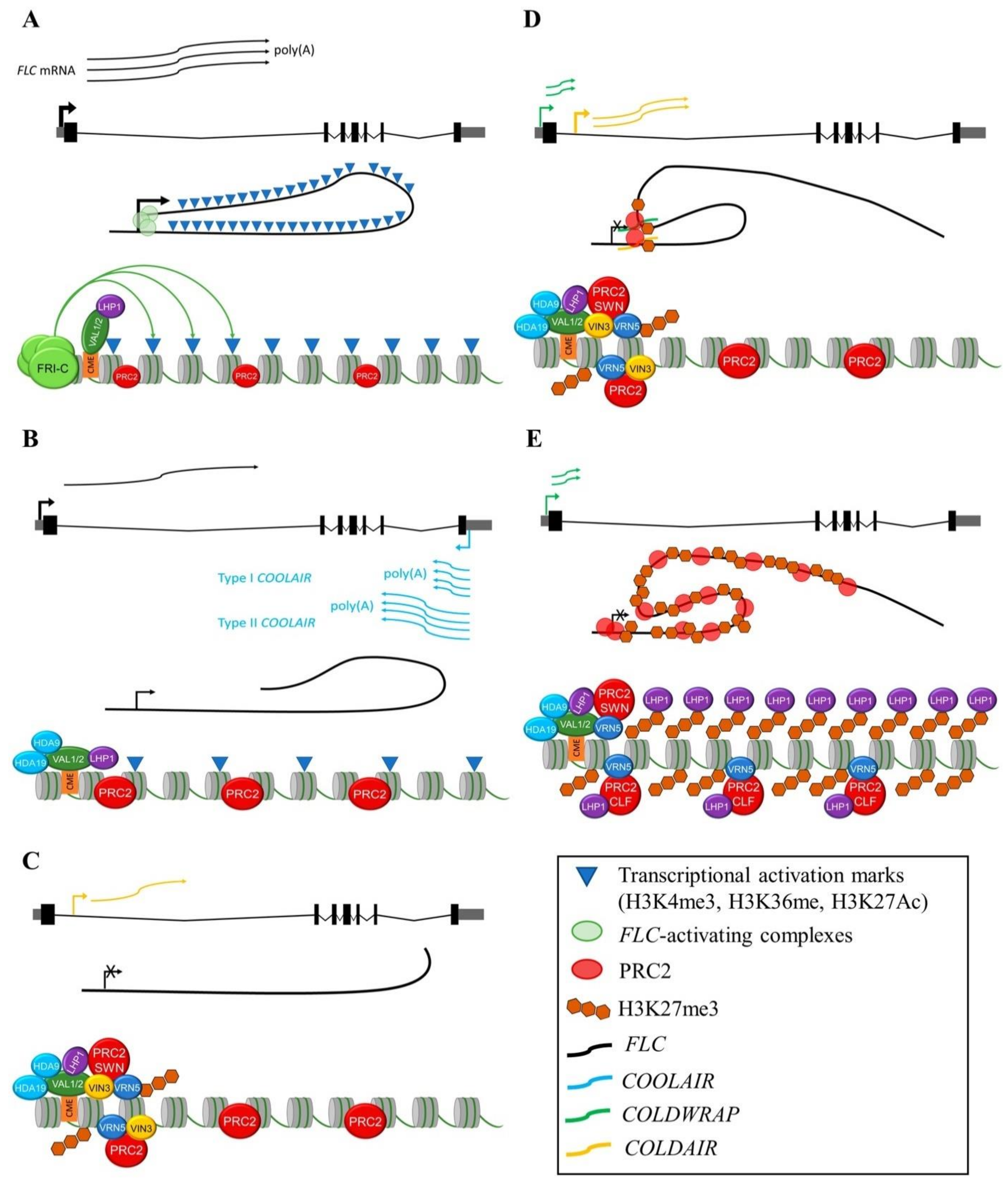 IJMS | Free Full-Text | Beyond the Genetic Pathways, Flowering