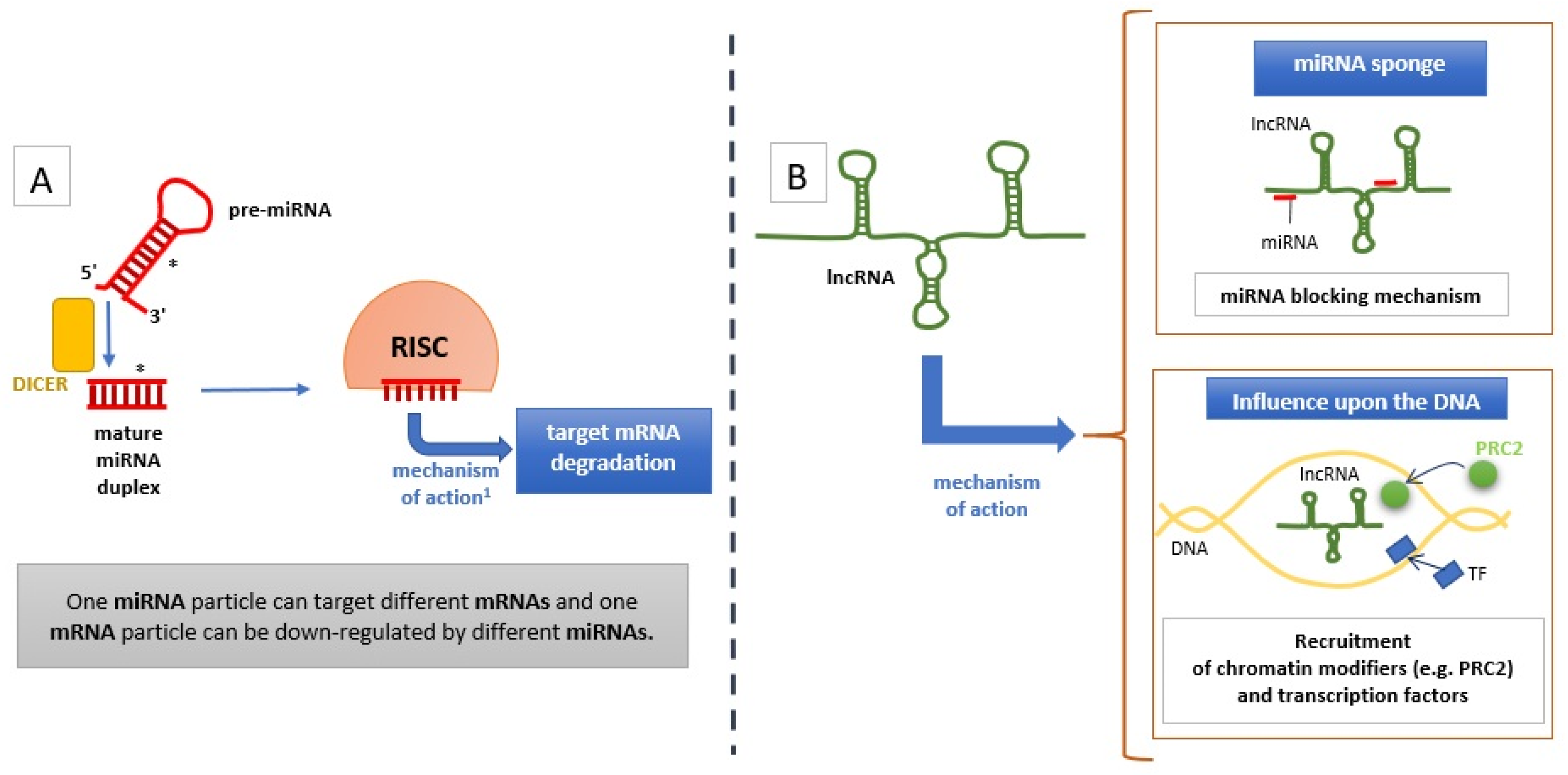 Ijms 22 05718 g001 Ijms 22 05718 g001