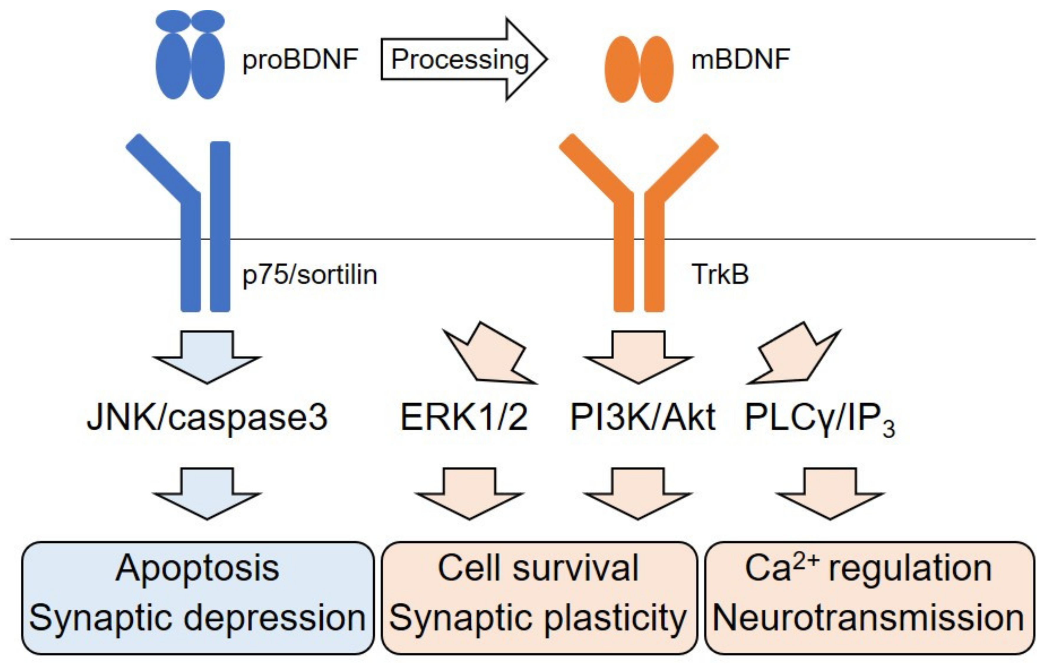 Neuro LIFE Institute - Did you know that Brain Derived Neurotrophic Factors  (BDNP) are proteins that help with the development (differentiation) and  protection of brain cells in many cases? Linker R, Gold