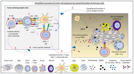 Hijacked Immune Cells in the Tumor Microenvironment